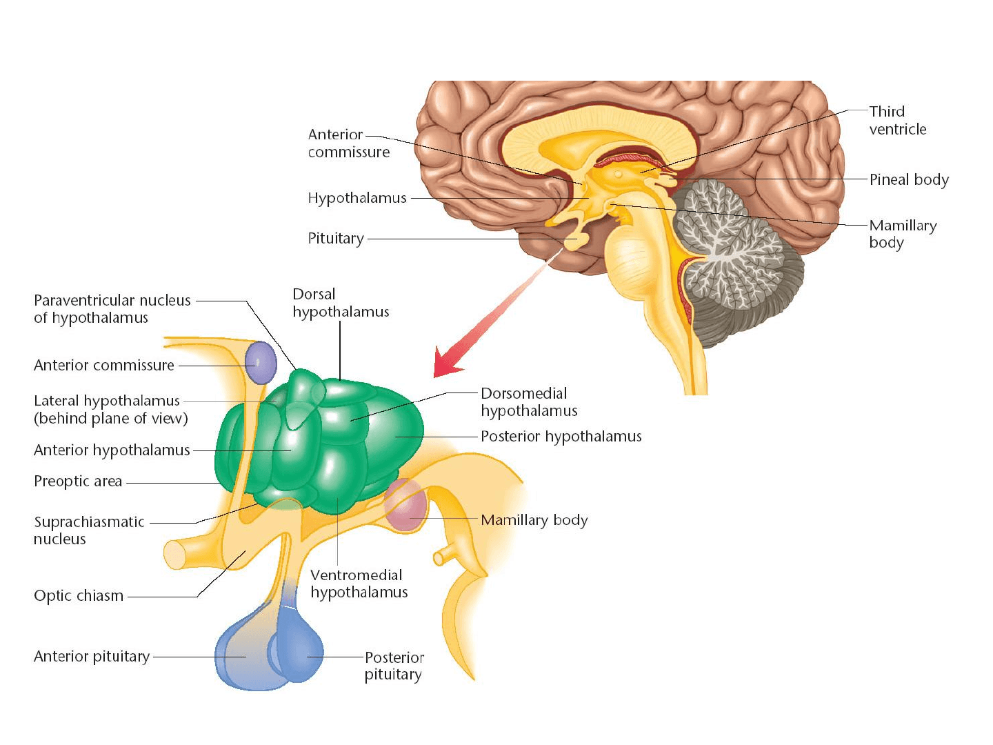 Гипофиз функции мозг. Головной мозг анатомия гипоталамус. Структура головного мозга гипофиз. Строение головного мозга гипоталамус. Промежуточный мозг гипоталамус строение.