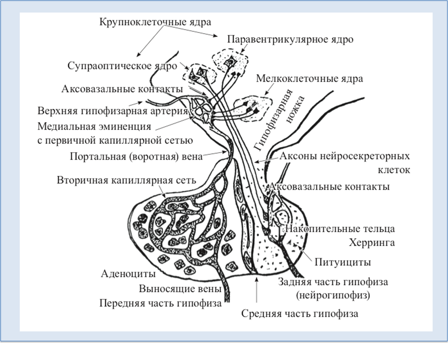 Гипофиз ткань. Схема гипоталамо-гипофизарной нейросекреторной системы. Строение гипоталамо-гипофизарной системы гистология. Схема строения гипоталамо гипофизарной системы. Гипоталамо-гипофизарная система схема гистология.
