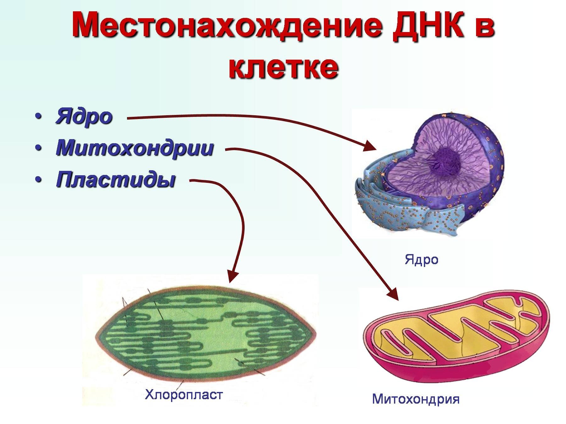 Местоположение клетки. Строение ядра митохондрии. Митохондрии эукариотической клетки. Структура органоидов митохондрия. Ядро митохондрии пластиды.