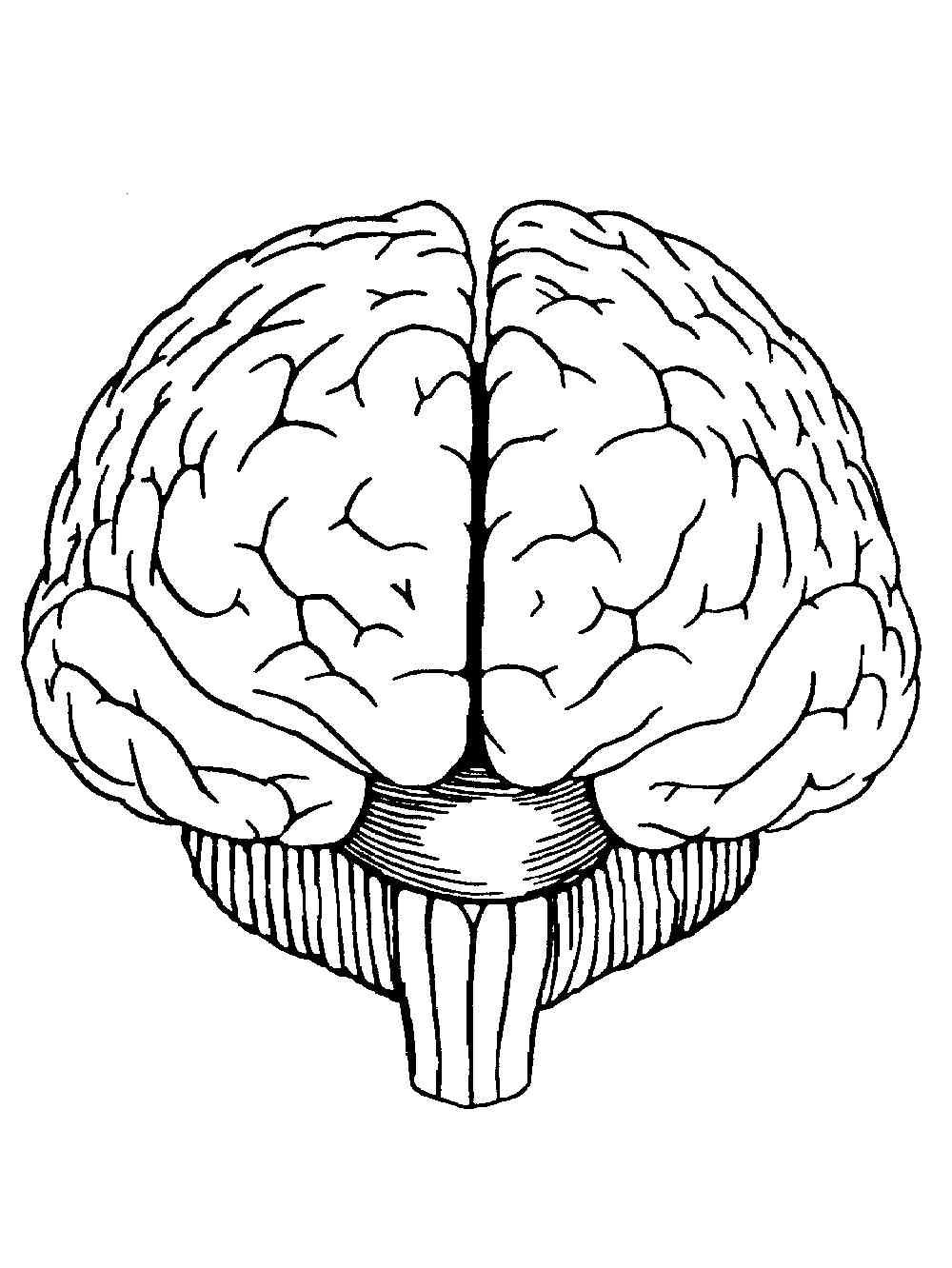 Картинки головного. Мозг спереди вектор. Головной мозг спереди. Мозг рисунок. Мозг нарисованный.