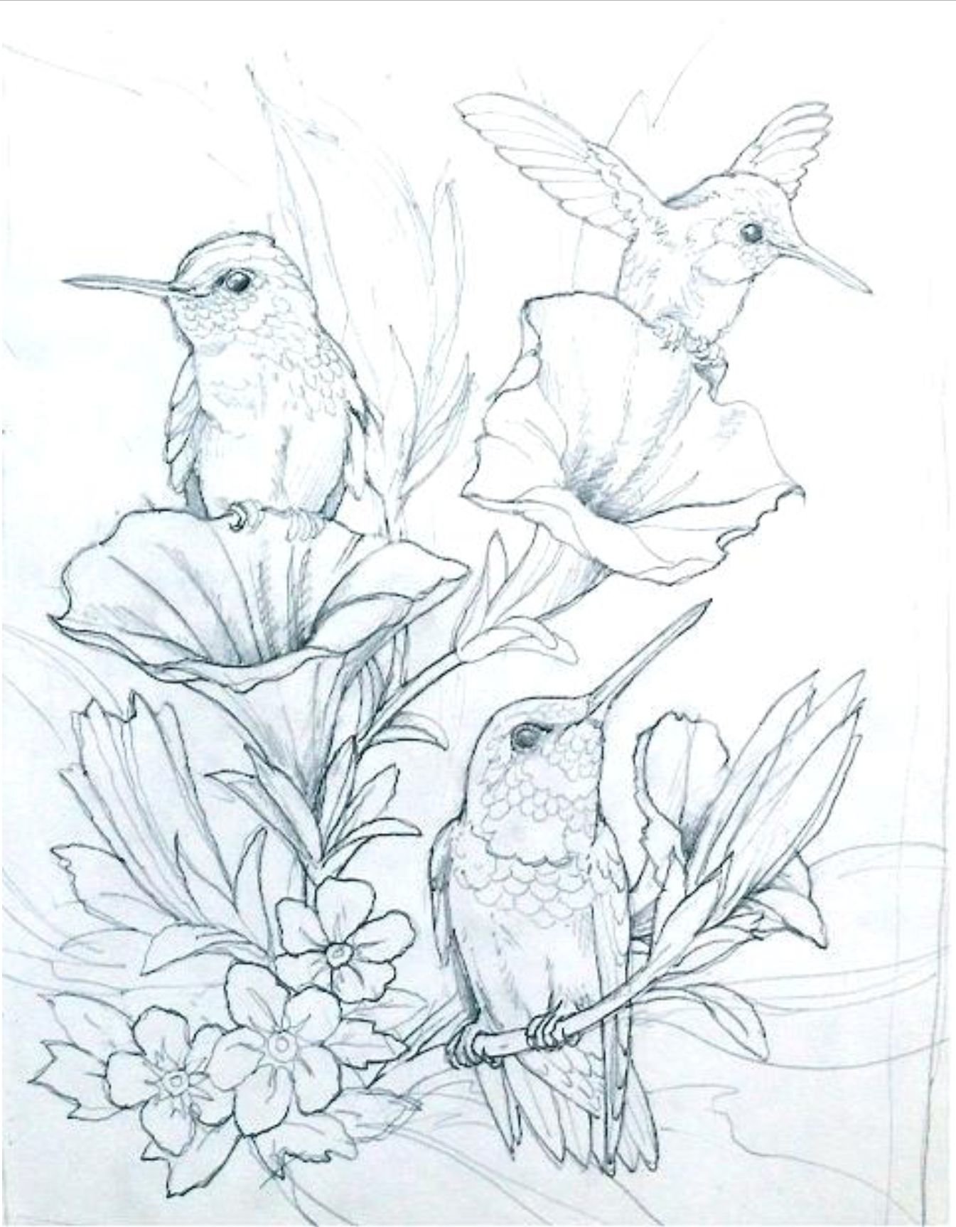 Акварельные раскраски. Птица рисунок. Красивые рисунки птиц. Птичка раскраска. Раскраски цветы и птицы.