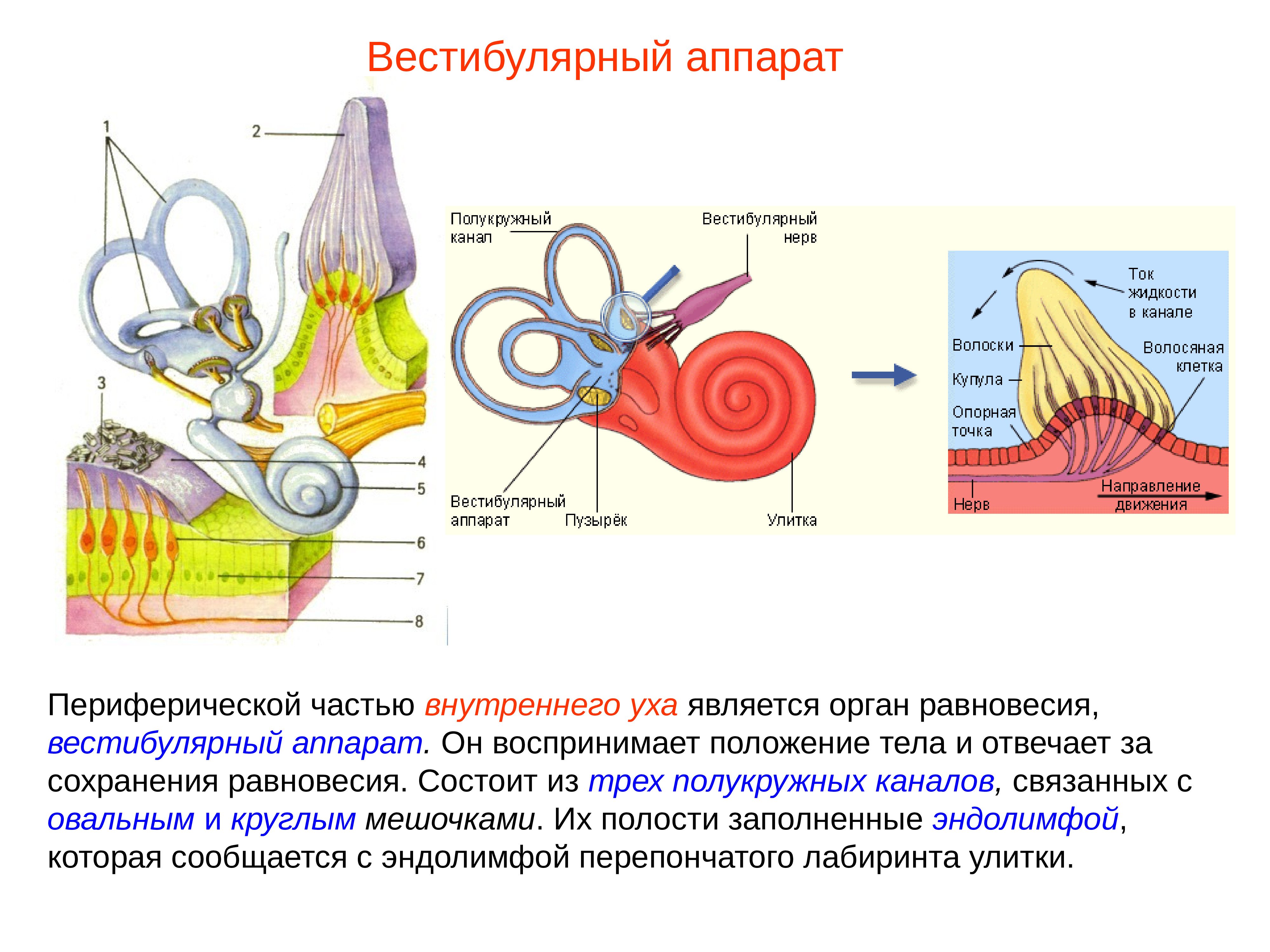 Полукружные каналы внутреннего уха расположены. Внутреннее ухо вестибулярный аппарат. Рецепторный аппарат полукружных каналов. Строение уха и вестибулярного аппарата. Улитка вестибулярный аппарат.
