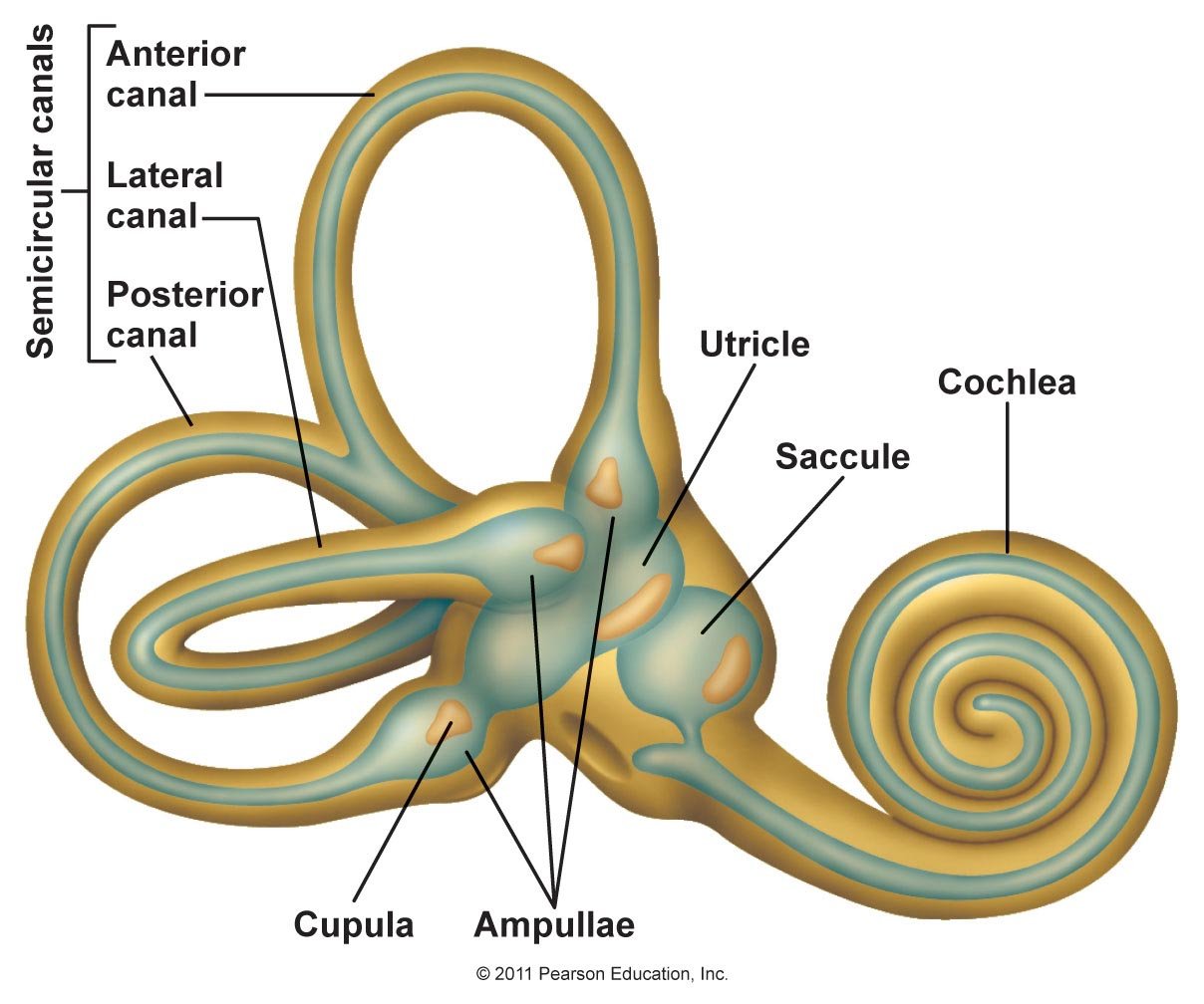Полукружные каналы внутреннего уха расположены. Внутреннее ухо костный Лабиринт. Костный перепончатый Лабиринт вестибулярного аппарата. Строение полукружных каналов вестибулярного аппарата. Внутреннее ухо анатомия вестибулярного аппарата.