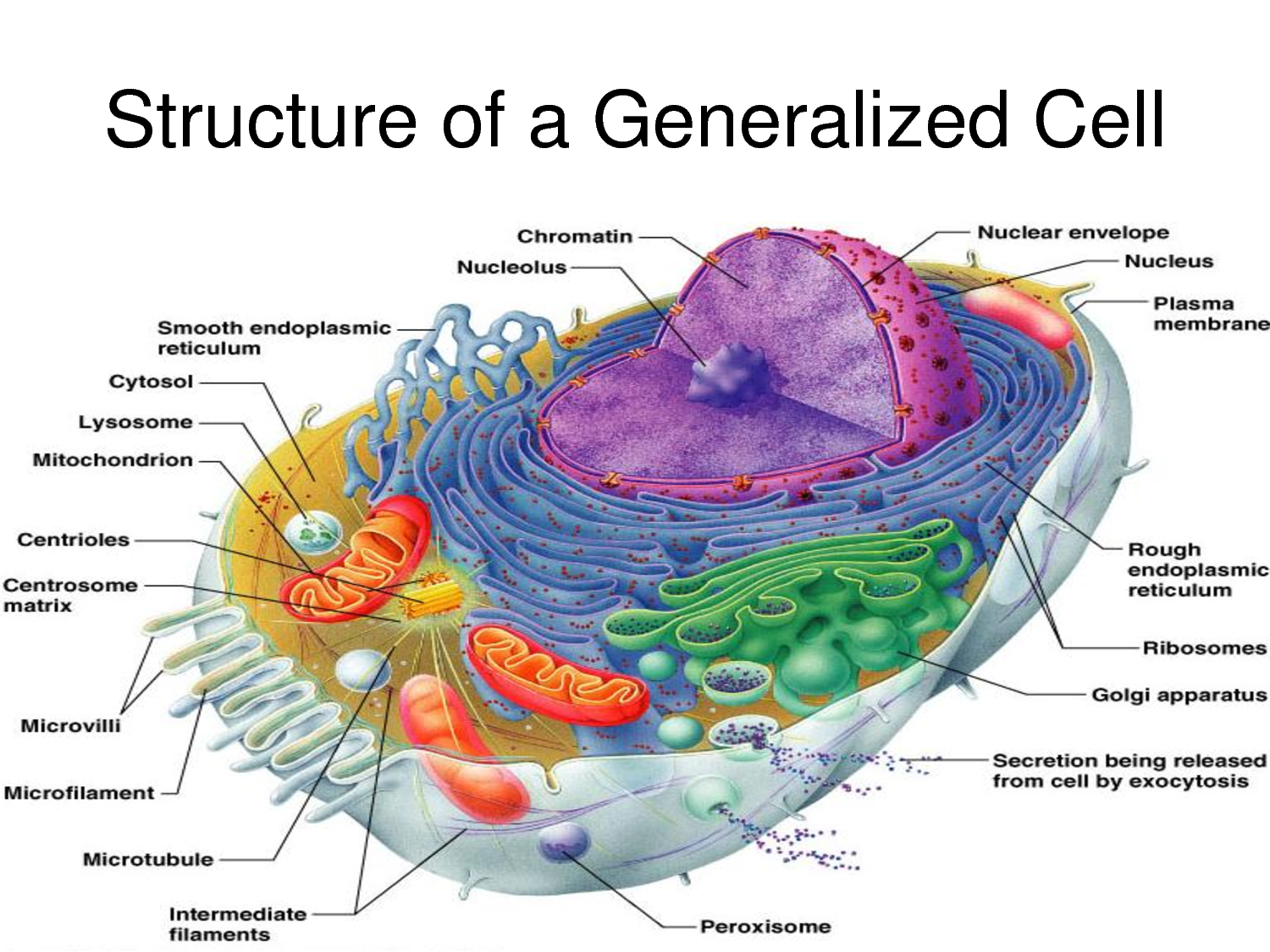 Строение ядра митохондрии. Строение митохондрии эукариотической клетки. Строение клетки эукариот митохондрии.