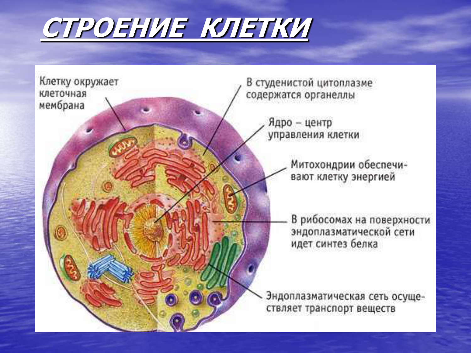 Организация строения клеток. Строение клетки животного организма. Основные части клетки анатомия. Строение клетки человека рисунок. Строение человеческой клетки рисунок.