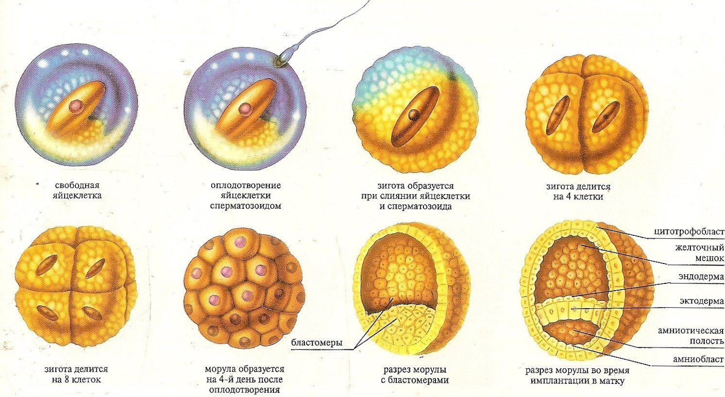 Яйцеклетки сохраняют способность к оплодотворению. Оплодотворение морула. Стадии развития оплодотворенной яйцеклетки. Зигота эмбрион. Схема развития зиготы.