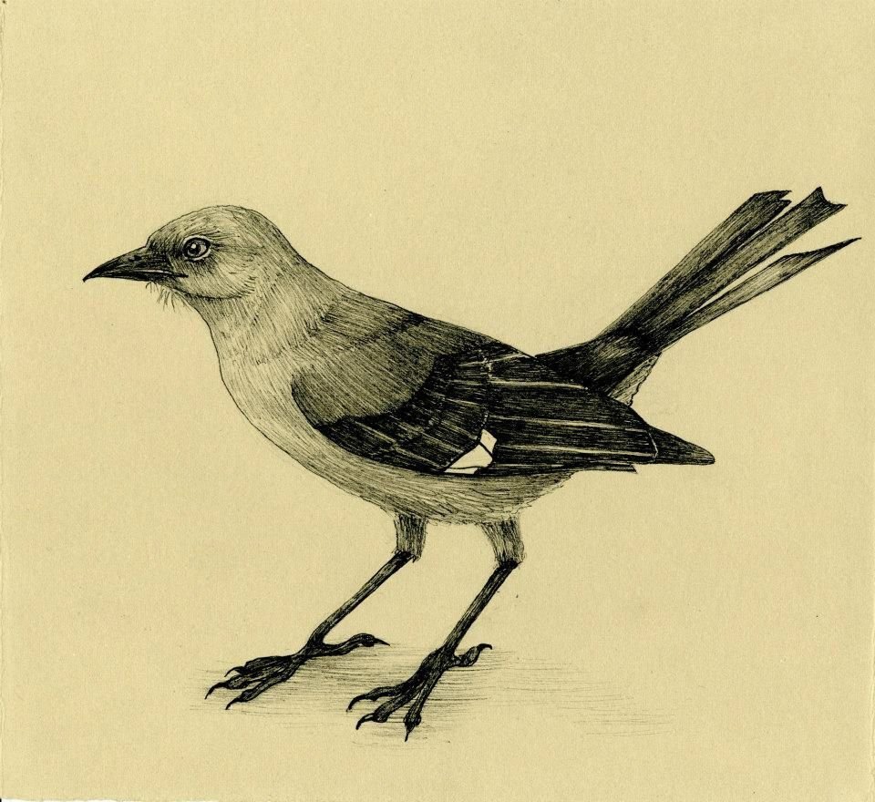 Mocking bird. Пересмешник птица тату. Пересмешник птица рисунок. Пересмешник птица нарисованная. Нарисовать пересмешника.