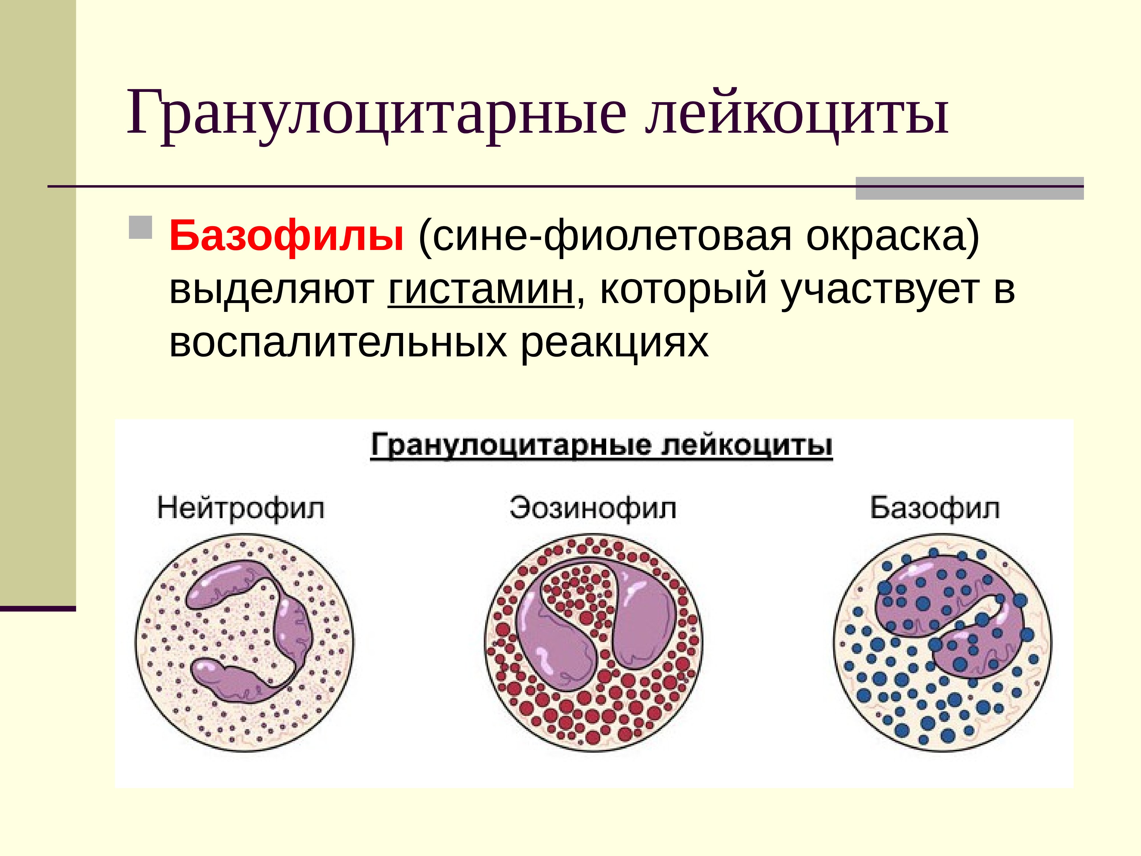 Лейкоциты нейтрофилы эозинофилы. Нейтрофилы базофилы и эозинофилы. Разновидности лейкоцитов. Клетки лейкоцитов. Лейкоциты гранулоциты и агранулоциты.