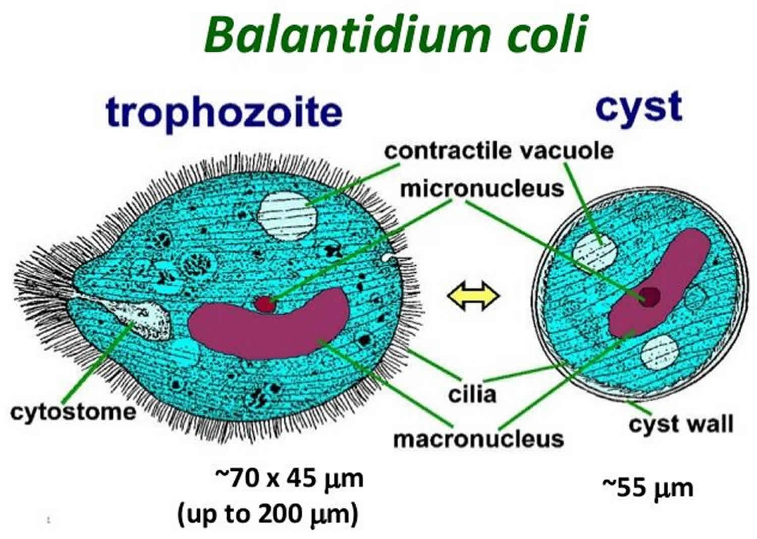 Coli sotwe. Инфузория балантидий паразит. Балантидий строение жизненный цикл. Balantidium coli морфология. Balantidium coli жизненная форма.