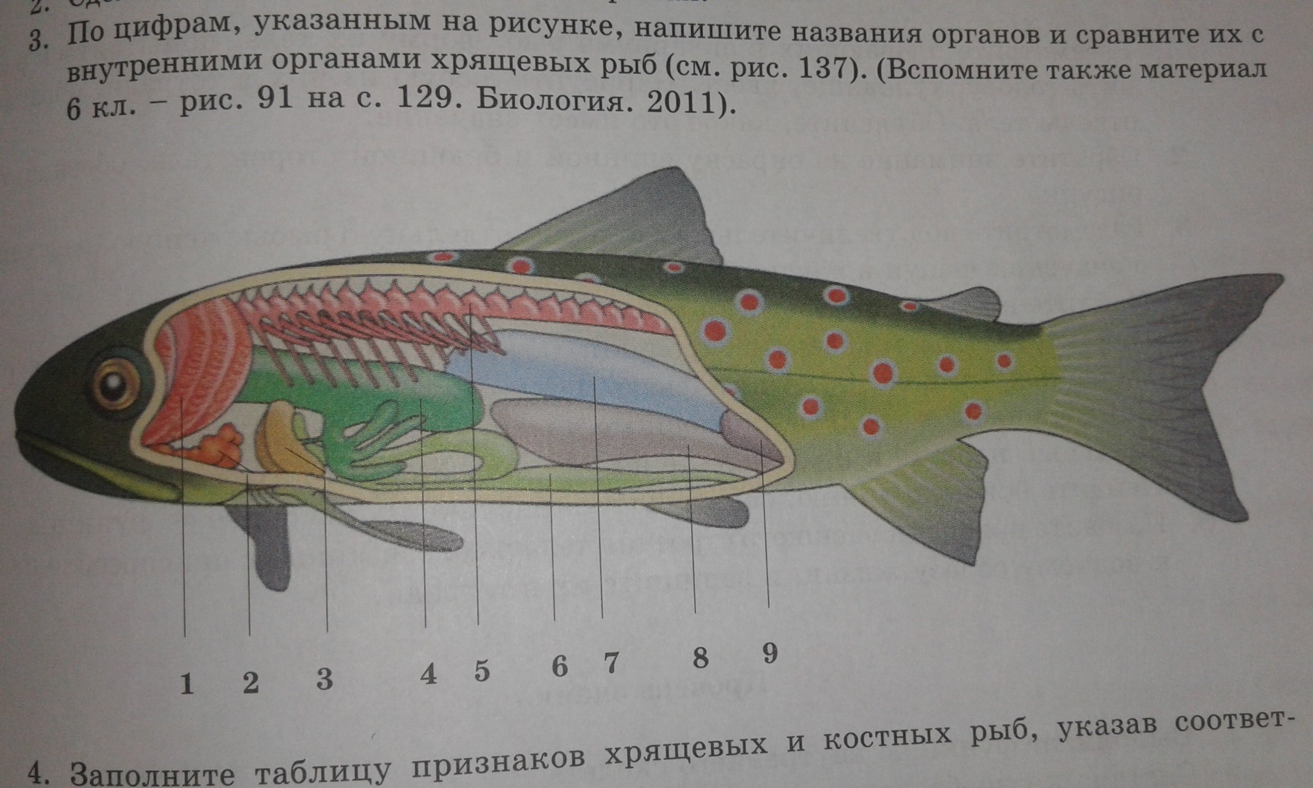 Рот хрящевые рыбы костные рыбы. Рисунок рыбы биология 7 класс. Рисунок 129 биология. Рисунок 129 по биологии 7 класс. Лабораторная 7 по биологии 7 класс костные рыбы.