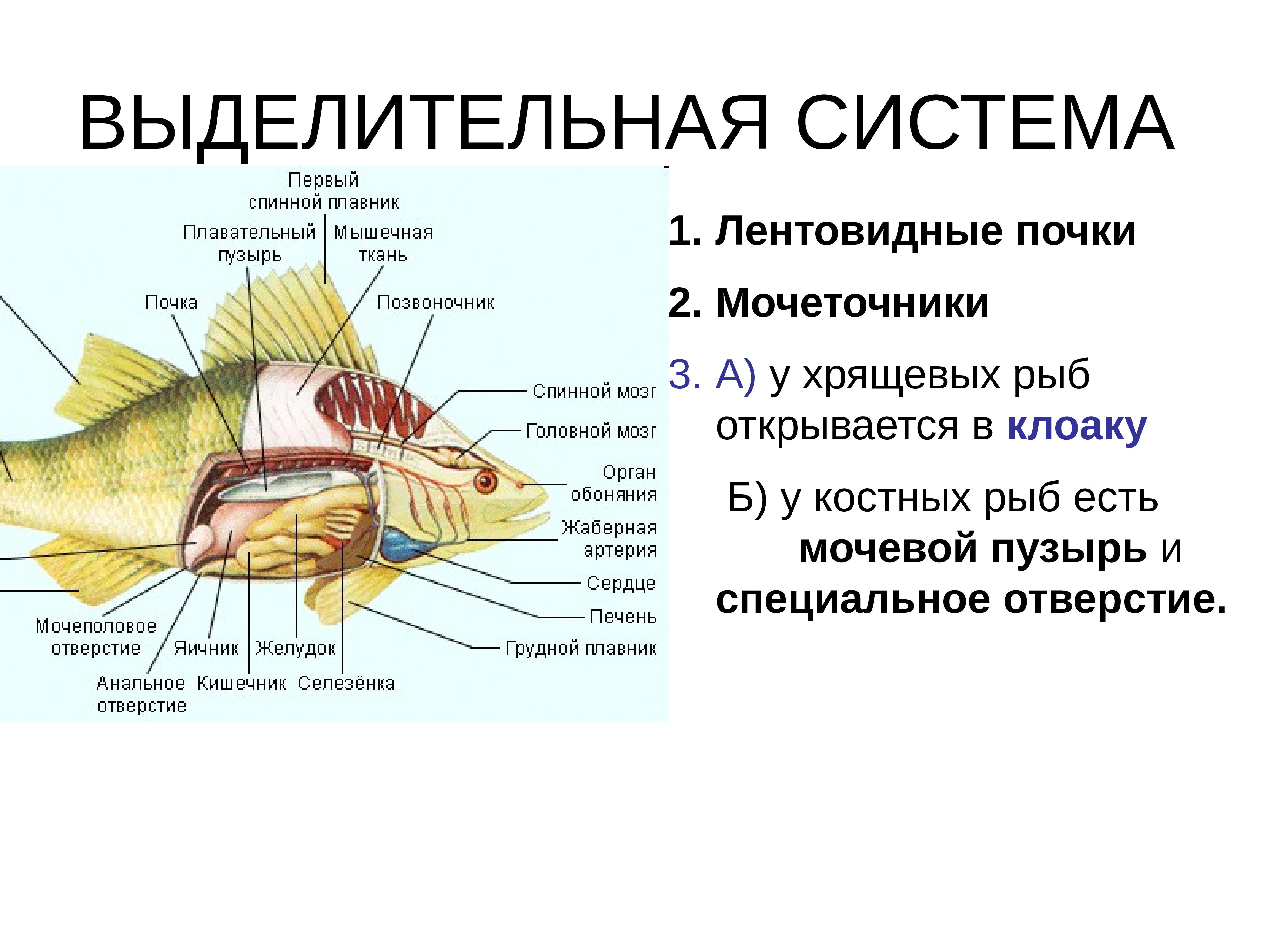 Какие системы органов у рыб. Выделительная система костистых рыб. Системы костных рыб выделительная система. Выделительная система костных рыб. Выделительная система костных рыб схема.