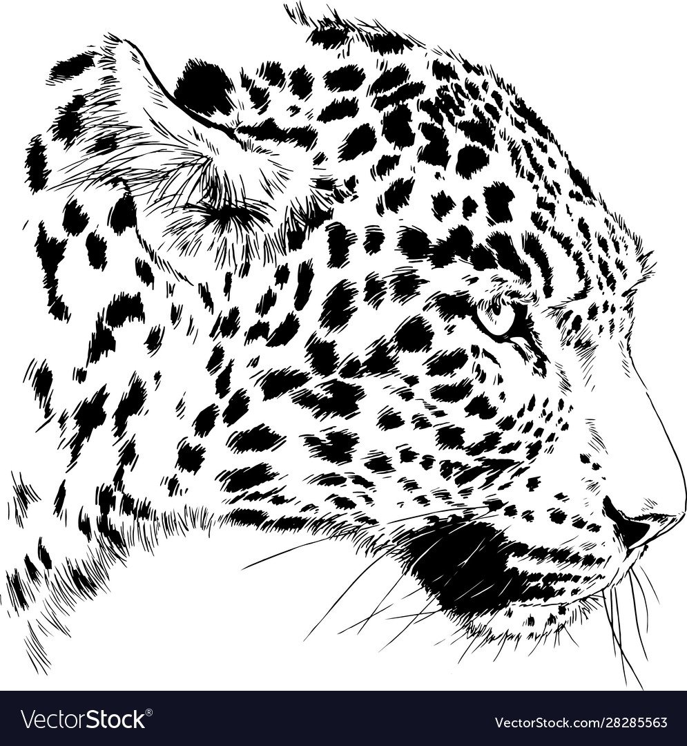 Векторный рисунок леопард - 59 фото