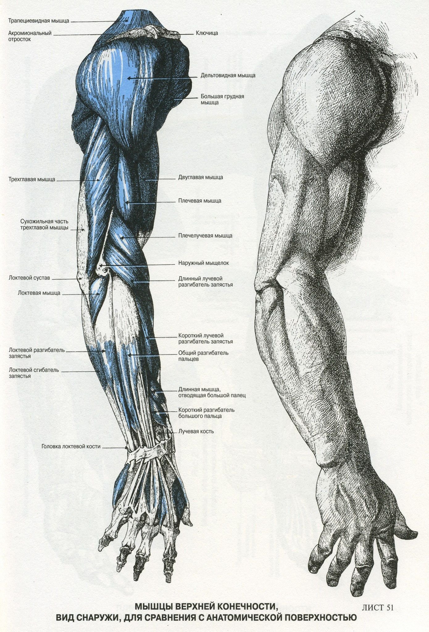 Анатомия мышц рук человека. Мышцы предплечья пластическая анатомия. Мышцы руки анатомия человека. Анатомический атлас человека мышцы рук. Анатомия человека мышцы для художников рука.