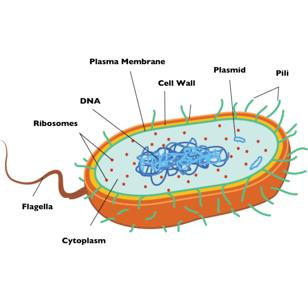 В клетках прокариот отсутствуют. Строение бактериальной клетки прокариот. Prokaryotic and eukaryotic Cells.