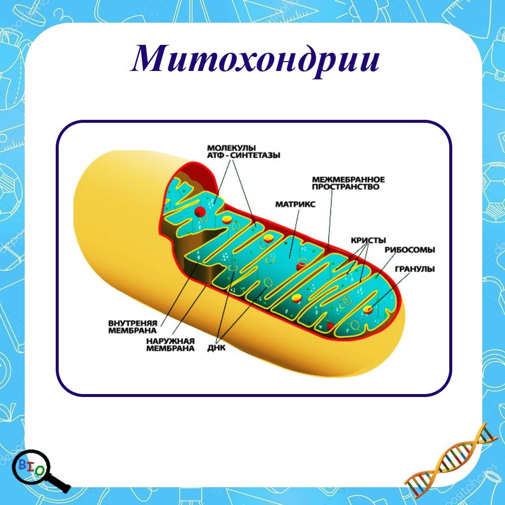 Функция митохондрии является. Органоиды клетки митохондрии. Строение митохондрии клетки. Схема строения внутренней мембраны митохондрий. Митохондрии строение органоида.