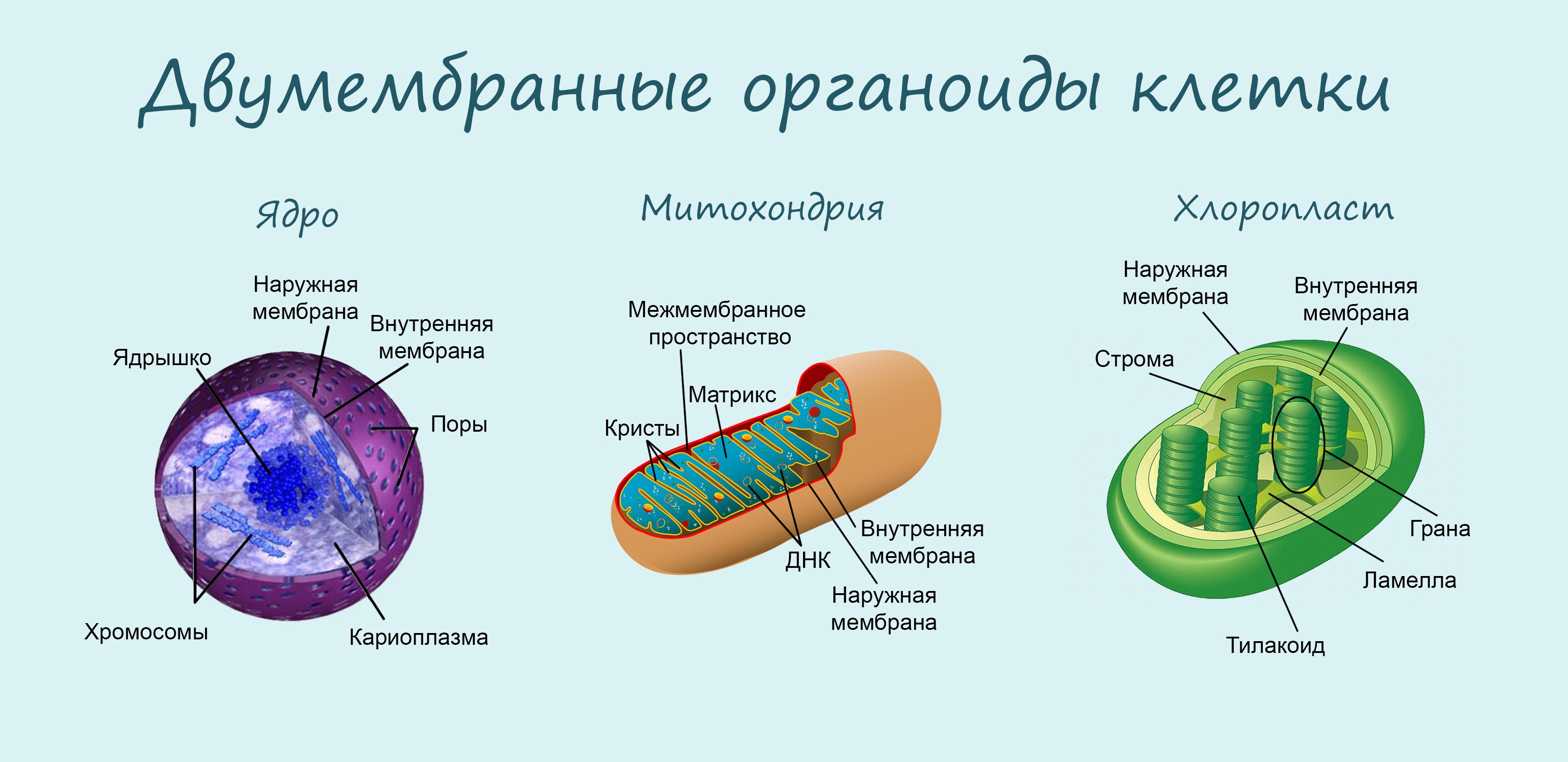 Кольцевая хромосома в митохондриях. Строение мембраны органоидов клетки. Двумембранные органоиды ядро митохондрии. Двумембранные органоиды ядро хлоропласт. Мембрана митохондрий.