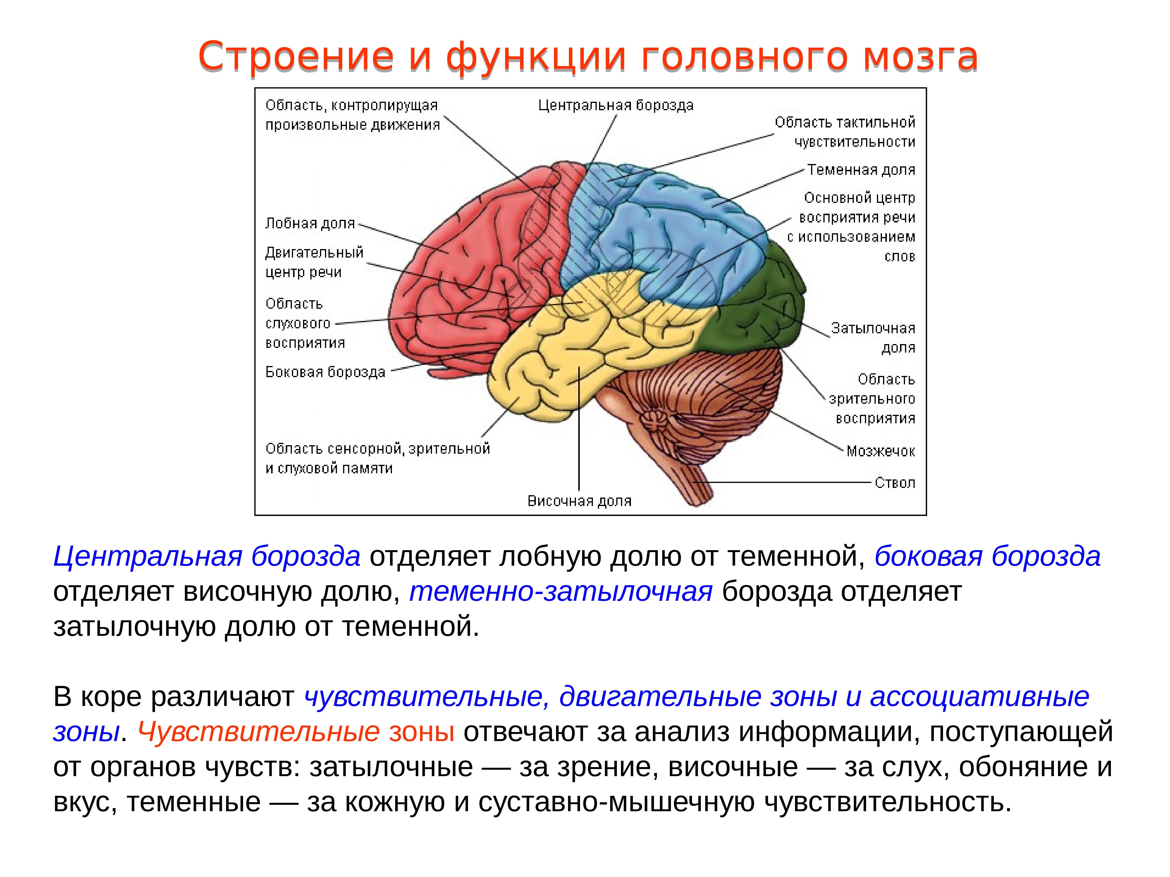 Brain 72
