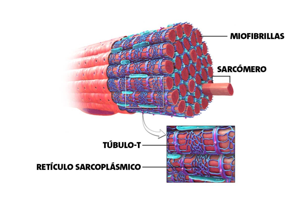 Саркомера мышечного волокна. Ультраструктура скелетного мышечного волокна. Миофибриллы рисунок. Миофибриллы фото. Миофибриллы в пейсмейкерных клетках.