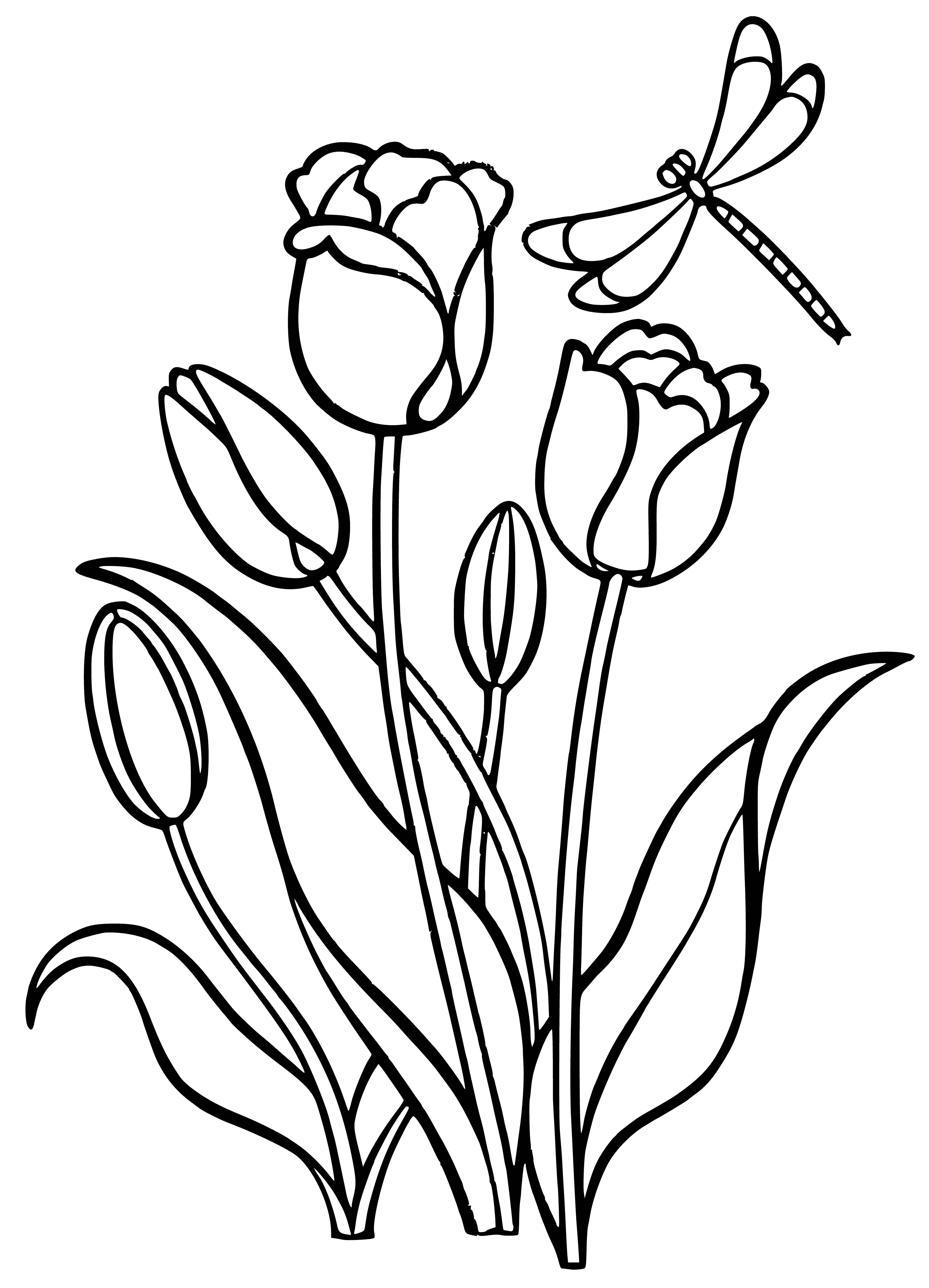 Тюльпаны картинка распечатать