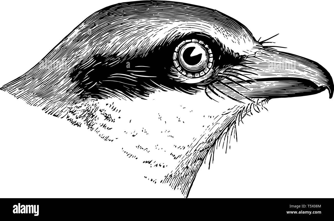 Голова птицы рисунок строение - 55 фото
