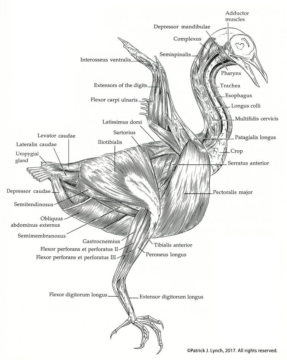 Особенности расположения строения и работы мышц птиц. Анатомия птиц. Мышцы птиц. Мускулатура птиц. Анатомия птицы Ветеринария.