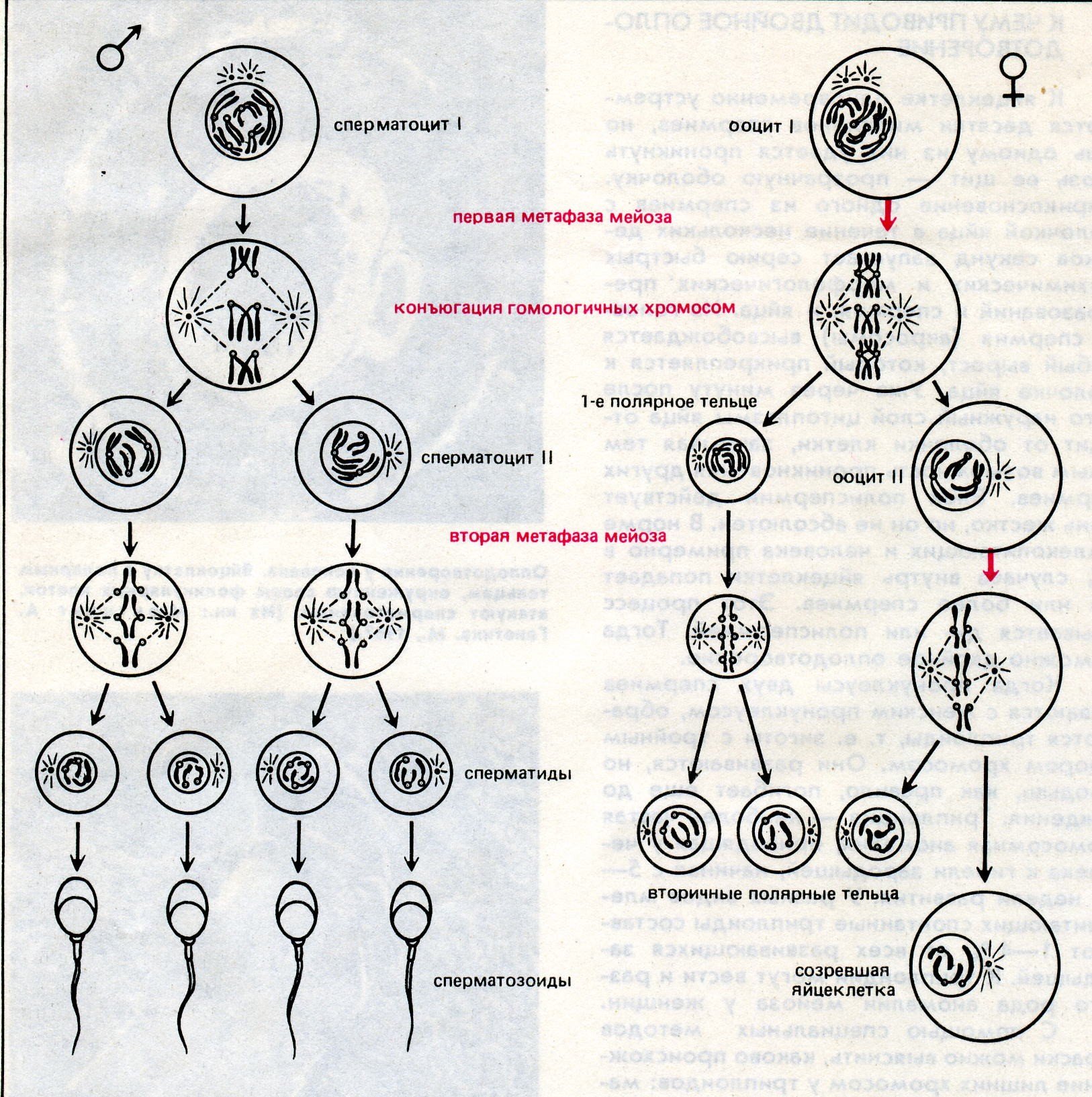 Каким номером на схеме обозначено мейотическое. Сперматогенез и оогенез. Этапы сперматогенеза схема. Яйцеклетка схема овогенеза. Схема основных этапов сперматогенеза и овогенеза.
