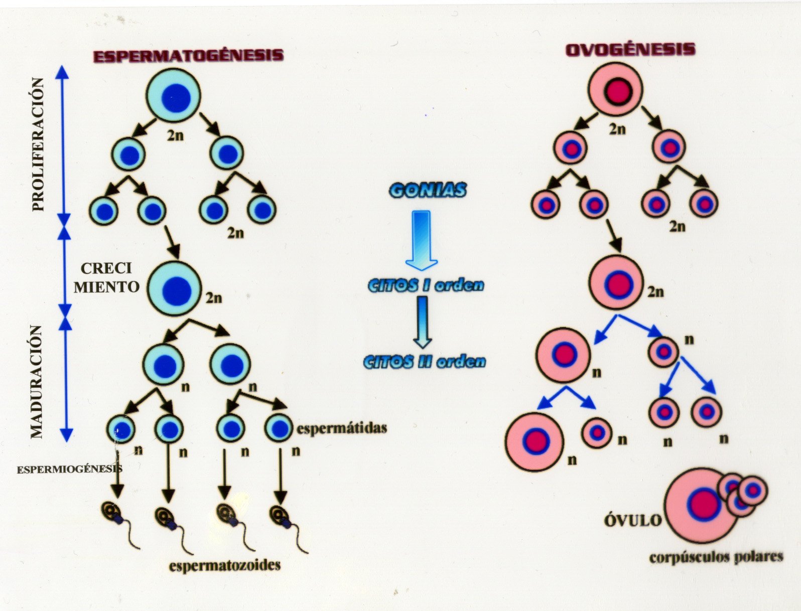 В гаплоидных клетках человека 23. Овогенез схема. Схема сперматогенеза и овогенеза. Схема овогенеза у собаки. Фазы овогенеза гистология.