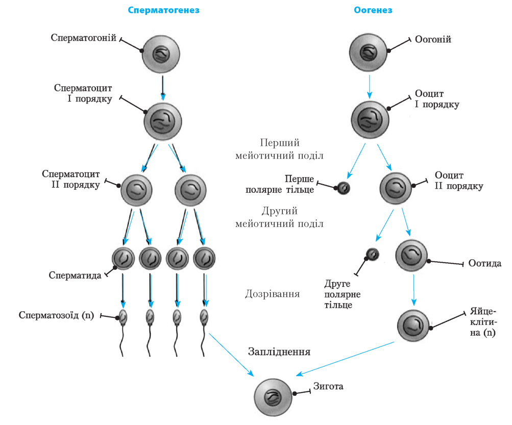 Полярное тельце результат фазы размножения овоцит первого. Образование половых клеток гаметогенез таблица. Образование половых клеток сперматогенез. Образование половых клеток гаметогенез схема. Гамет стадии развития половых клеток.