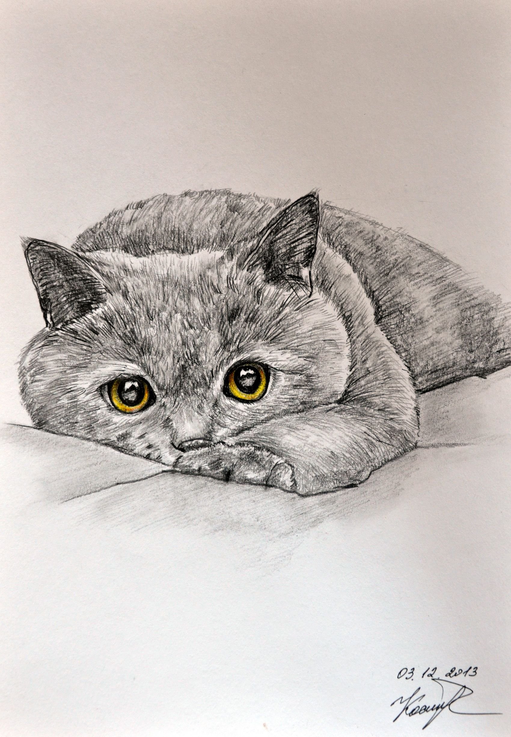 Pencil cats. Рисунки котов карандашом. Кошка рисунок карандашом. Британская кошка рисунок карандашом. Рисунки серым карандашом.