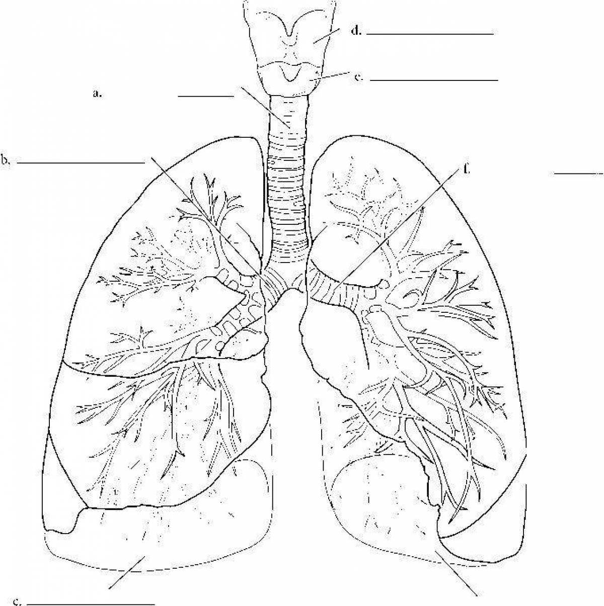 Основу легких составляют. Дыхательная система полусхематично. Дыхательная система строение легких. Дыхательная система бронхи анатомия человека. Органы дыхания бронхи легкие и трахея.
