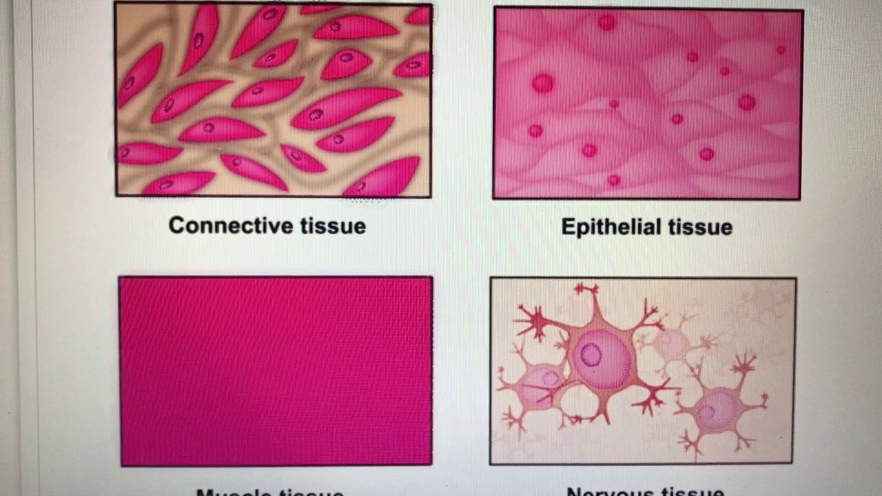 Основное группа ткани человека. Эпителиальные соединительные мышечные ткани. Ткани человеческого организма. Ткани человека рисунки. Разновидности тканей человека.