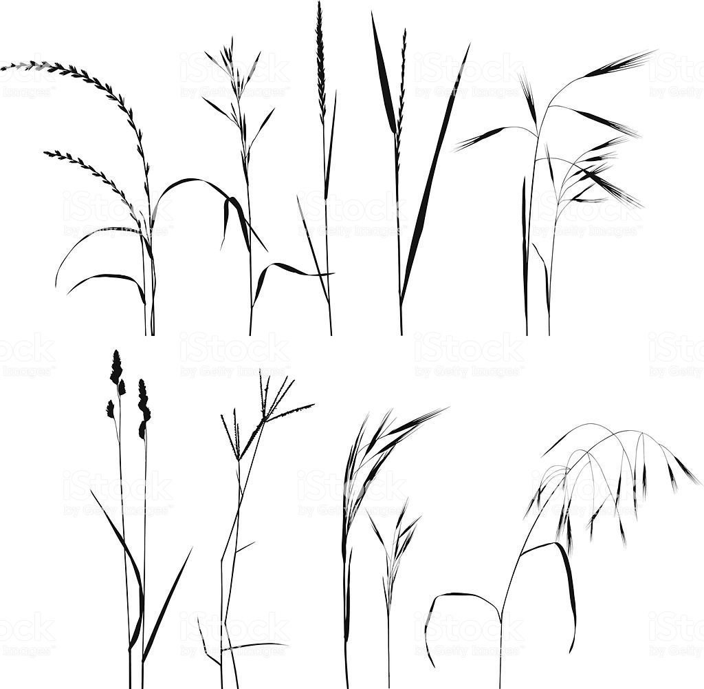 Трава легкий рисунок - 53 фото