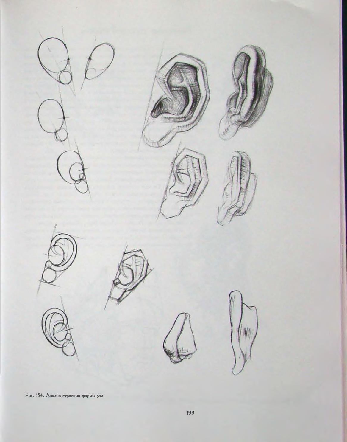 Уха поэтапно. Баммес анатомия уха. Построение уха Давида Академический рисунок. Ухо Давида Академический рисунок построение. Глаза Давида Баммес.