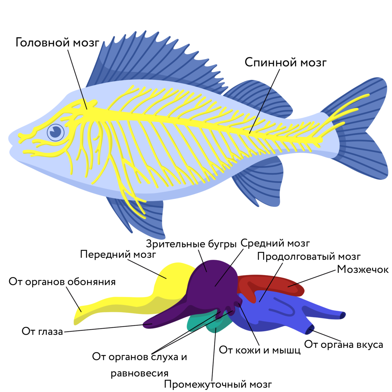 Появление головного мозга у рыб. Нервная система рыб схема. Нервная система рыб схема 7 класс. Нервная система рыб отделы головного мозга. Нервная система рыб 7 класс биология.