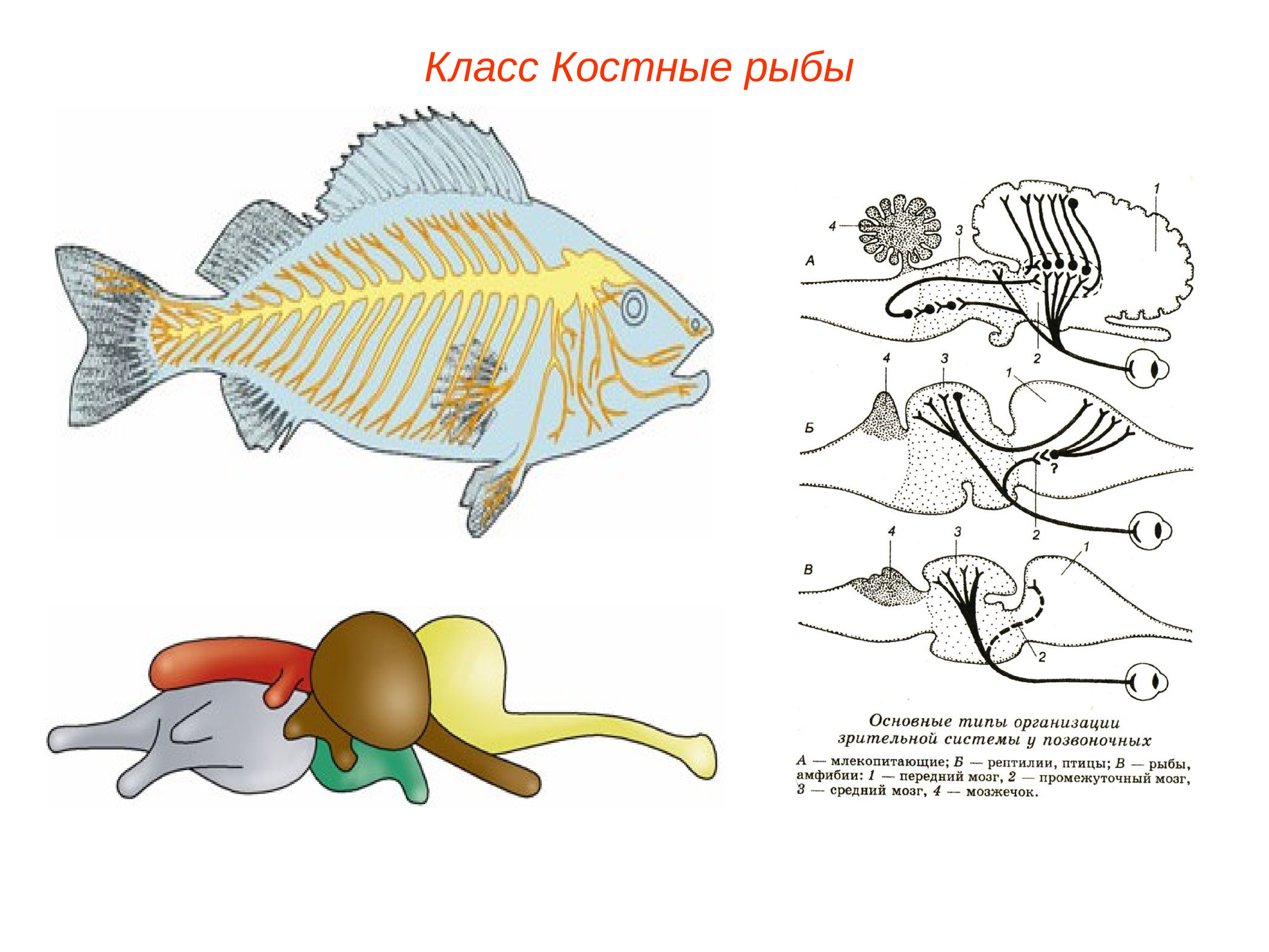 Появление головного мозга у рыб. Классы рыб. Костные рыбы.. Надкласс рыбы класс костные. Подтип позвоночные рыбы. Позвоночник костистых рыб.