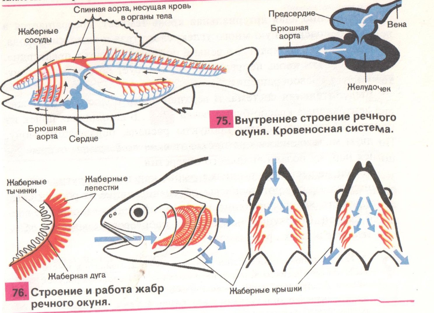 Окунь круги кровообращения. Строение кровеносной системы окуня. Кровеносная система рыб 7 класс. Дыхательная система костных рыб схема. Строение кровеносной системы рыб.