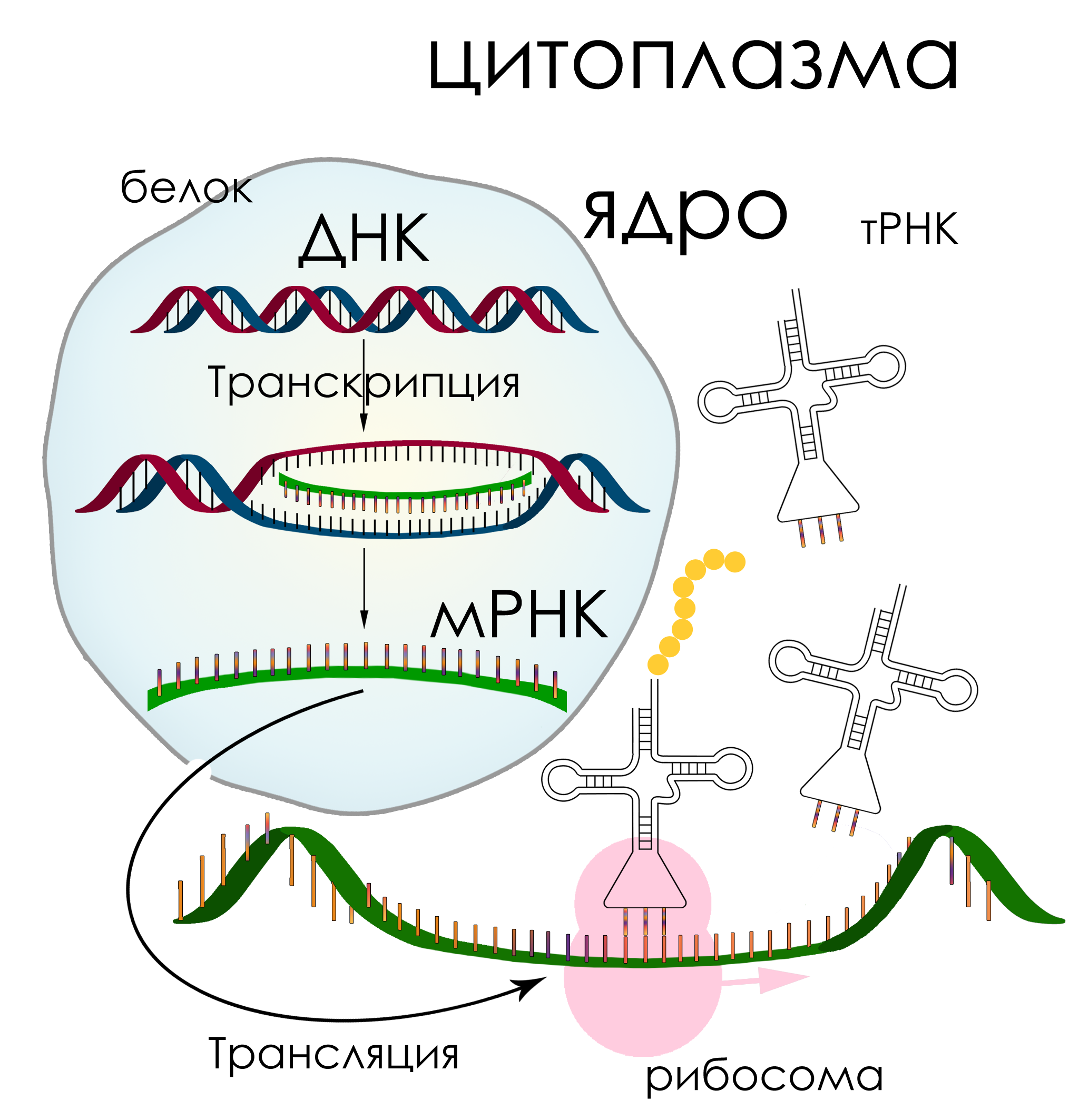 Опишите синтез белка. Схема трансляции синтеза белка рисунок. Синтез белка транскрипция и трансляция.