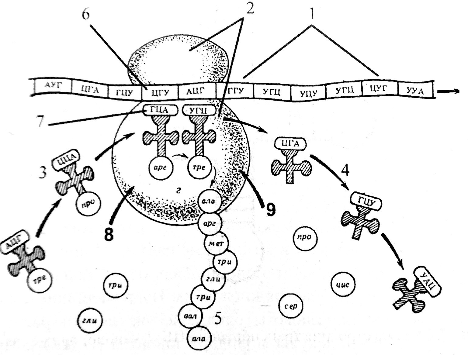 На рисунке изображена полисома эта структура. Схема синтеза белка в рибосоме трансляция. Биосинтез белка трансляция схема. Схема синтеза белка в рибосоме. Биосинтез белка рисунок схема.
