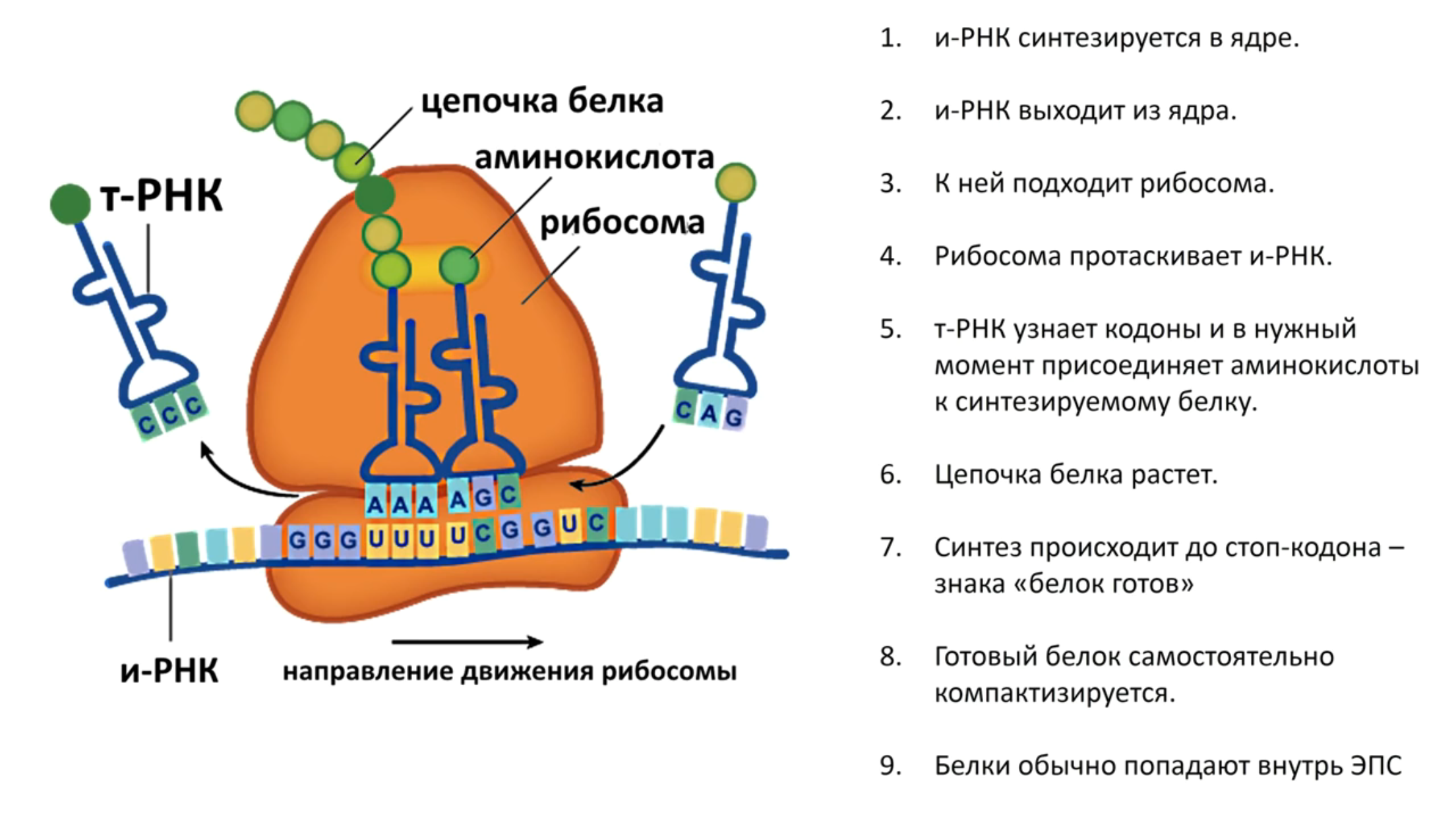 Где синтезируется белок. Строение рибосомы РНК. Трансляция РНК на рибосомах. Строение рибосом и Синтез белка. Строение рибосом Биосинтез.
