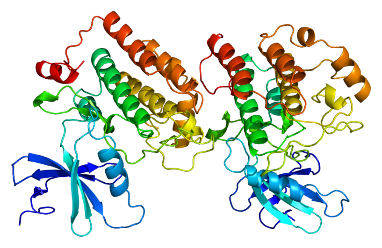 Первые белковые. Казеин структура белка. Казеин белок структура. Белок казеиноген структура. Казеин белок строение.