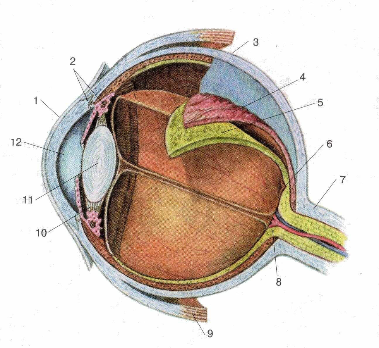 На какой части глазного яблока образуется изображение. Строение зрительного анализатора глазное яблоко. Строение роговицы глаза. Строение глаза для детей. Строение глазного яблока анатомия.