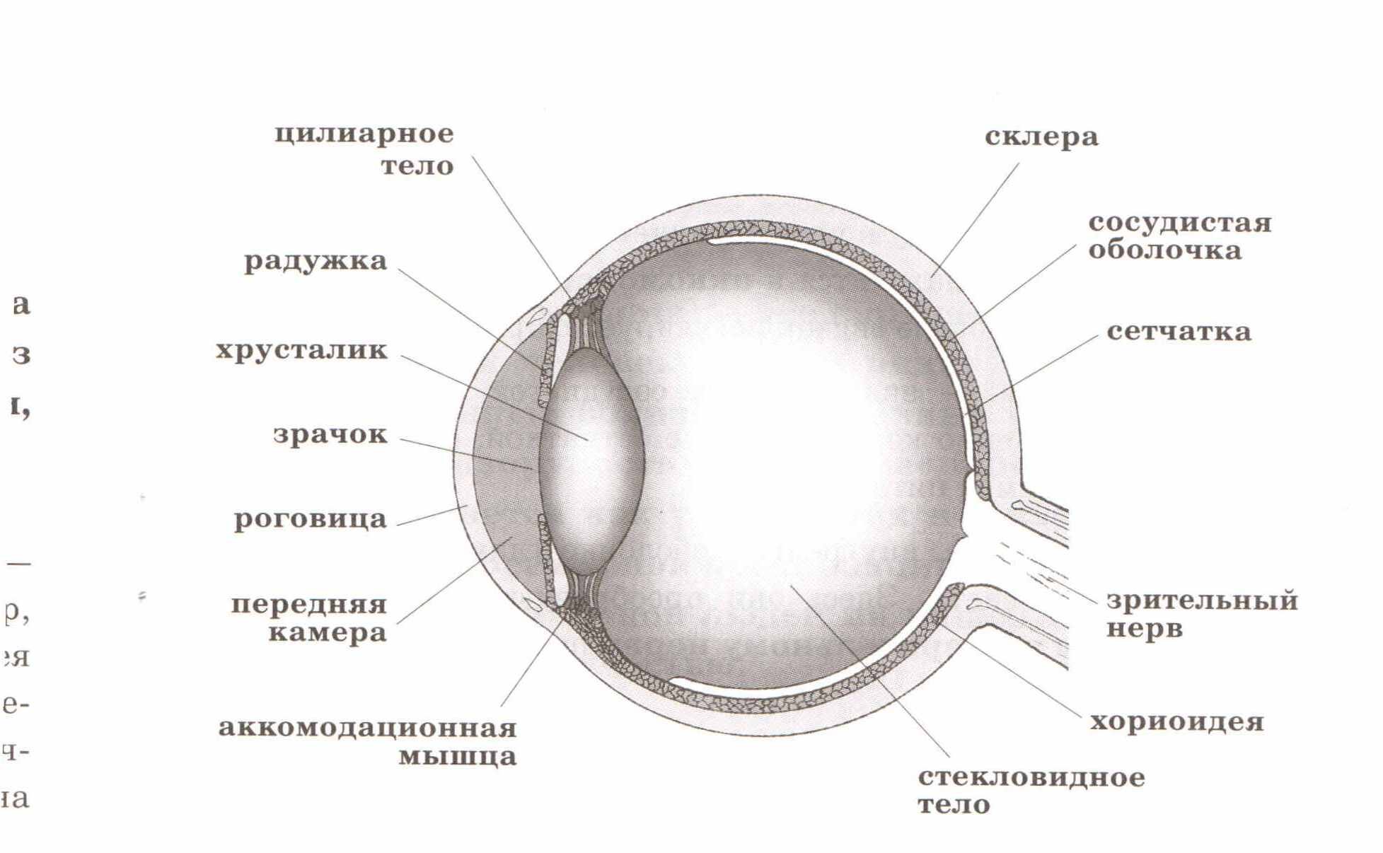 Строение глаза с обозначениями. Строение глаза человека схема ЕГЭ. Строение глаза человека анатомия ЕГЭ. Схема строения глаза с цифрами. Анатомия строение глаза человека ЕГЭ биология.