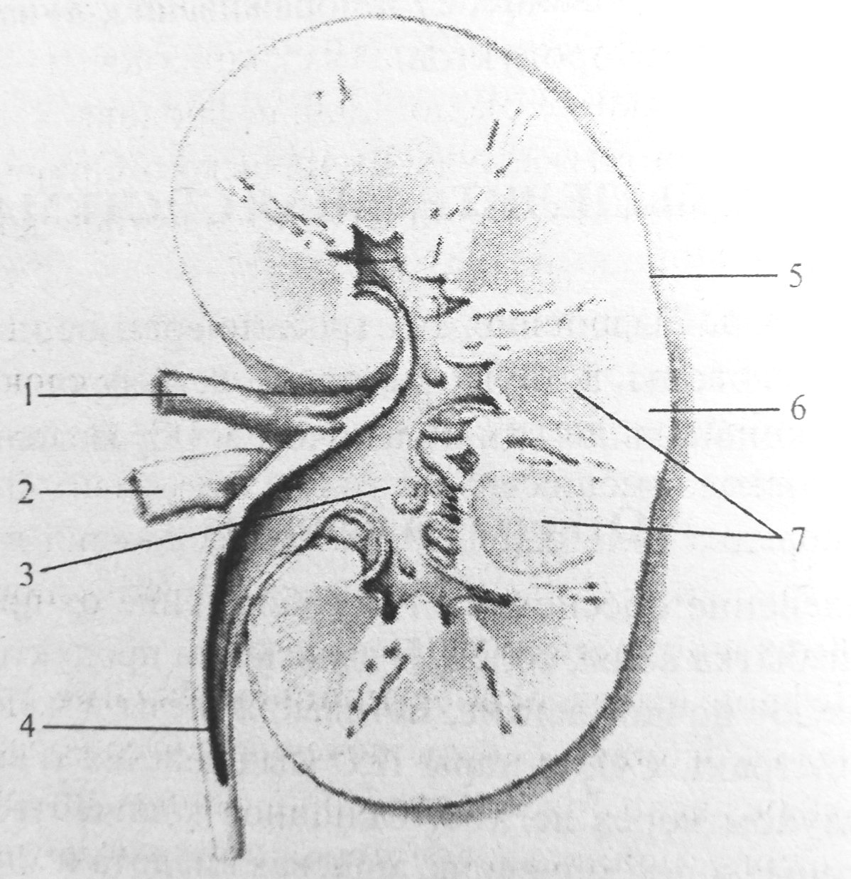 Почка округлой формы. Почечная лоханка почечная Вена почечная артерия. Почечная лоханка строение анатомия. Строение почки человека анатомия рисунок. Почка в разрезе анатомия.