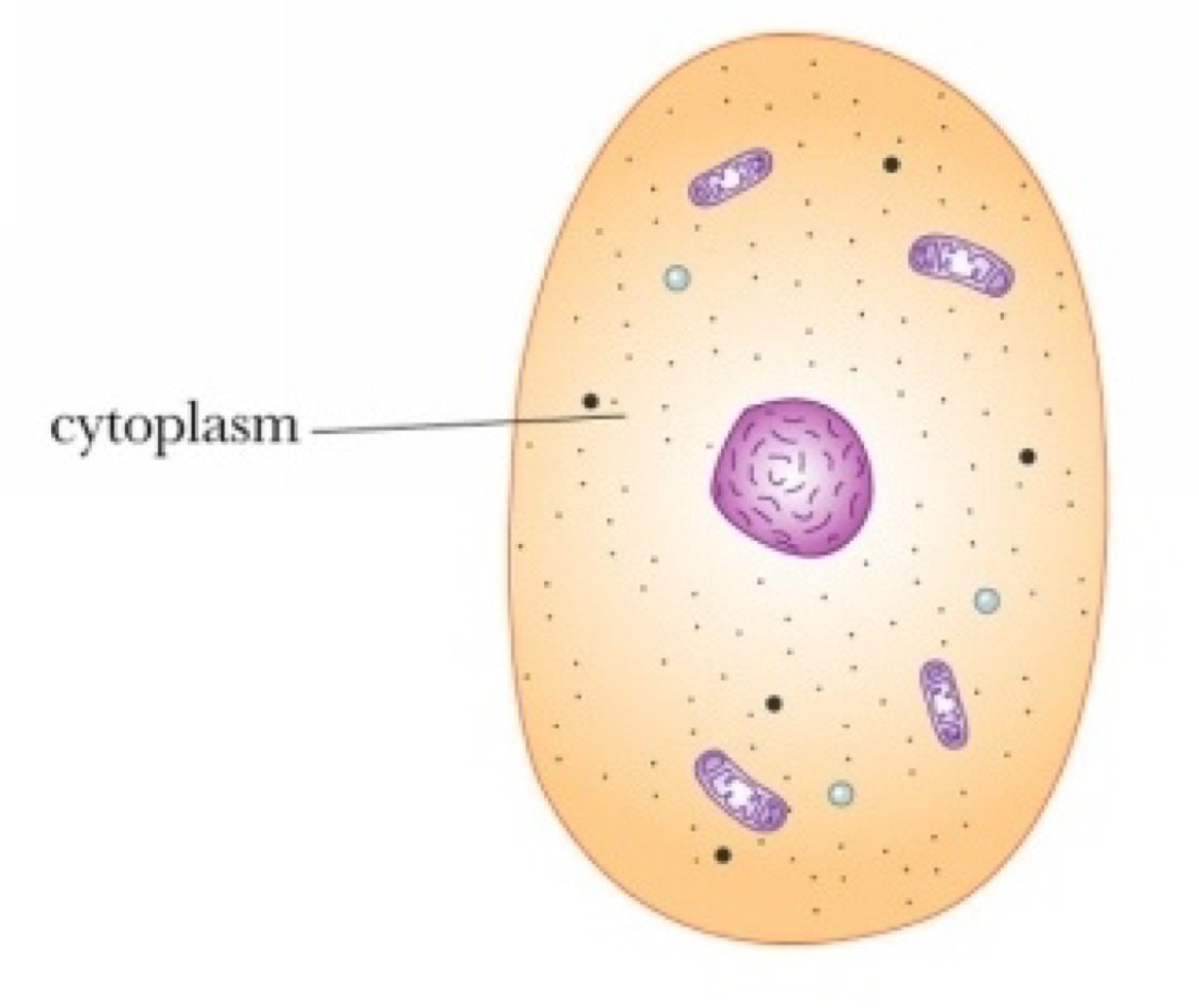 Клетка без цитоплазмы. Цитоплазма клетки. Цитоплазма схематический рисунок. Цитоплазма растительной клетки. Рисунок цитоплазмы клетки.