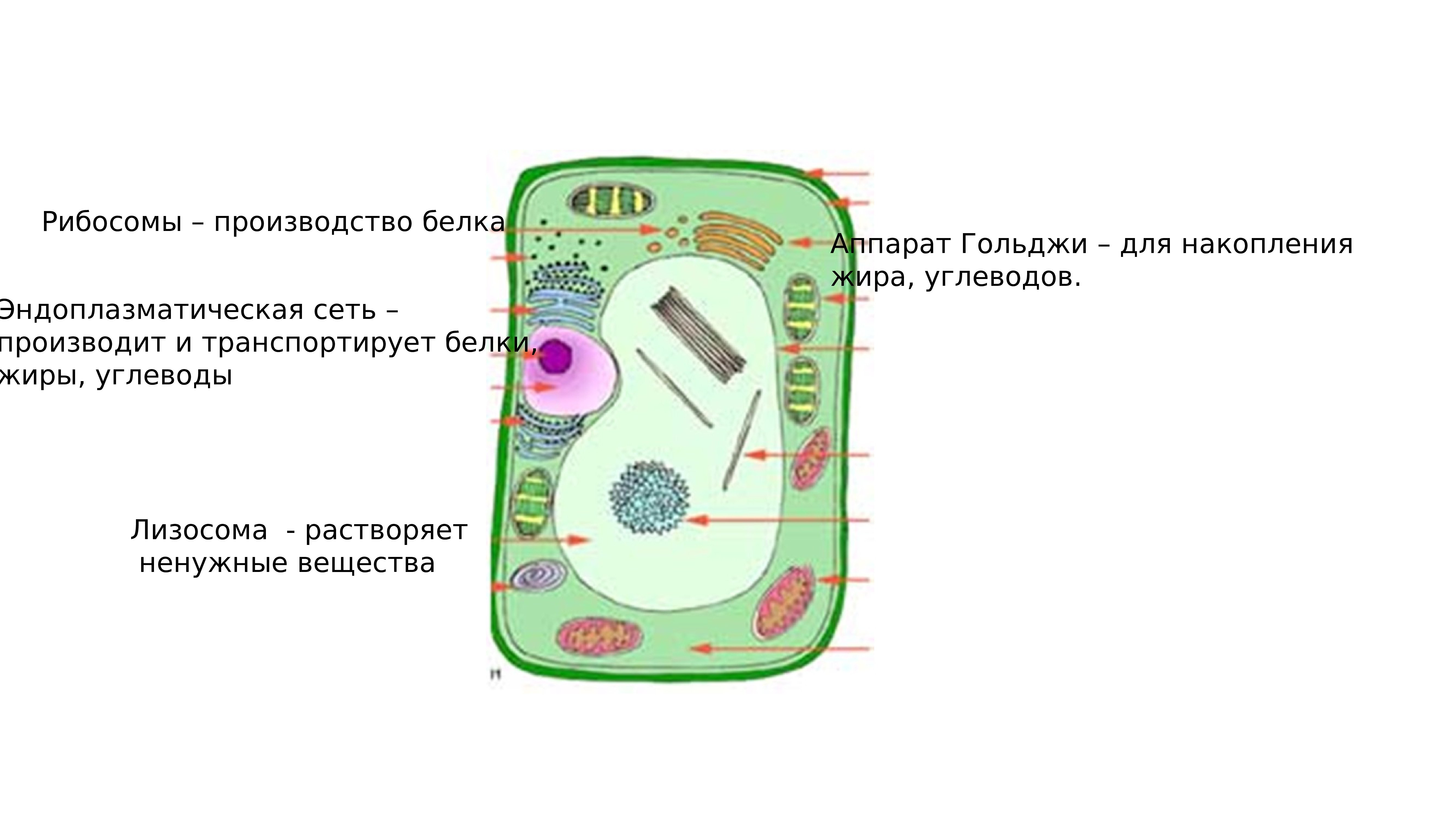 Живая клетка 5 класс биология