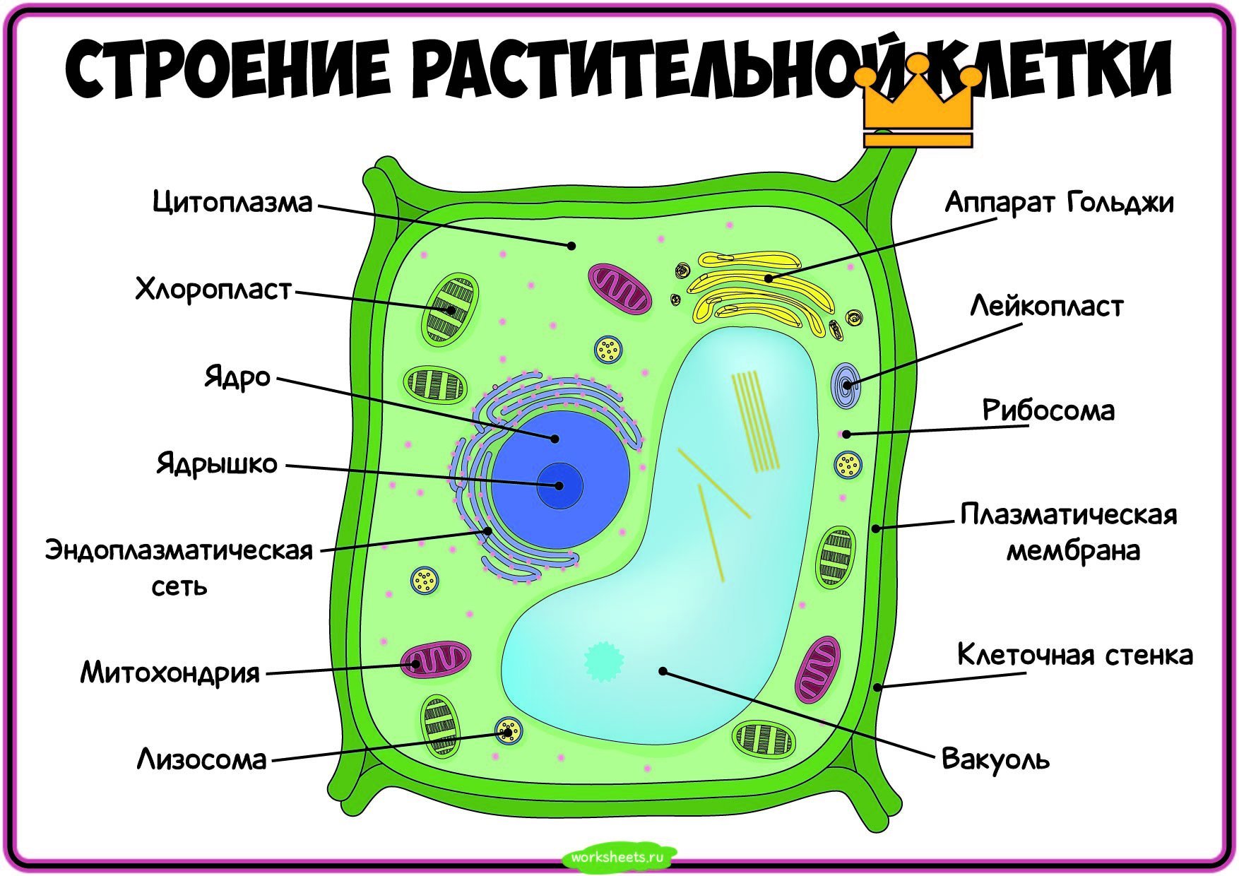 Рисунок растительной клетки с обозначениями 6. Строение эукариотической клетки клетки растения. Строение растительной клетки 6 кл. Строение растительной клетки ботаника. Структура клетки растения биология 6 класс.