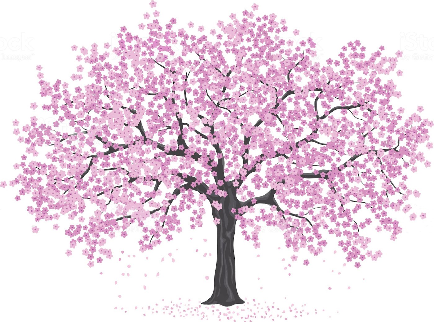 Розовое дерево без листьев. Ствол Сакуры. Дерево Сакура трафарет. Сакура дерево без цветов. Раскраска Сакура дерево.