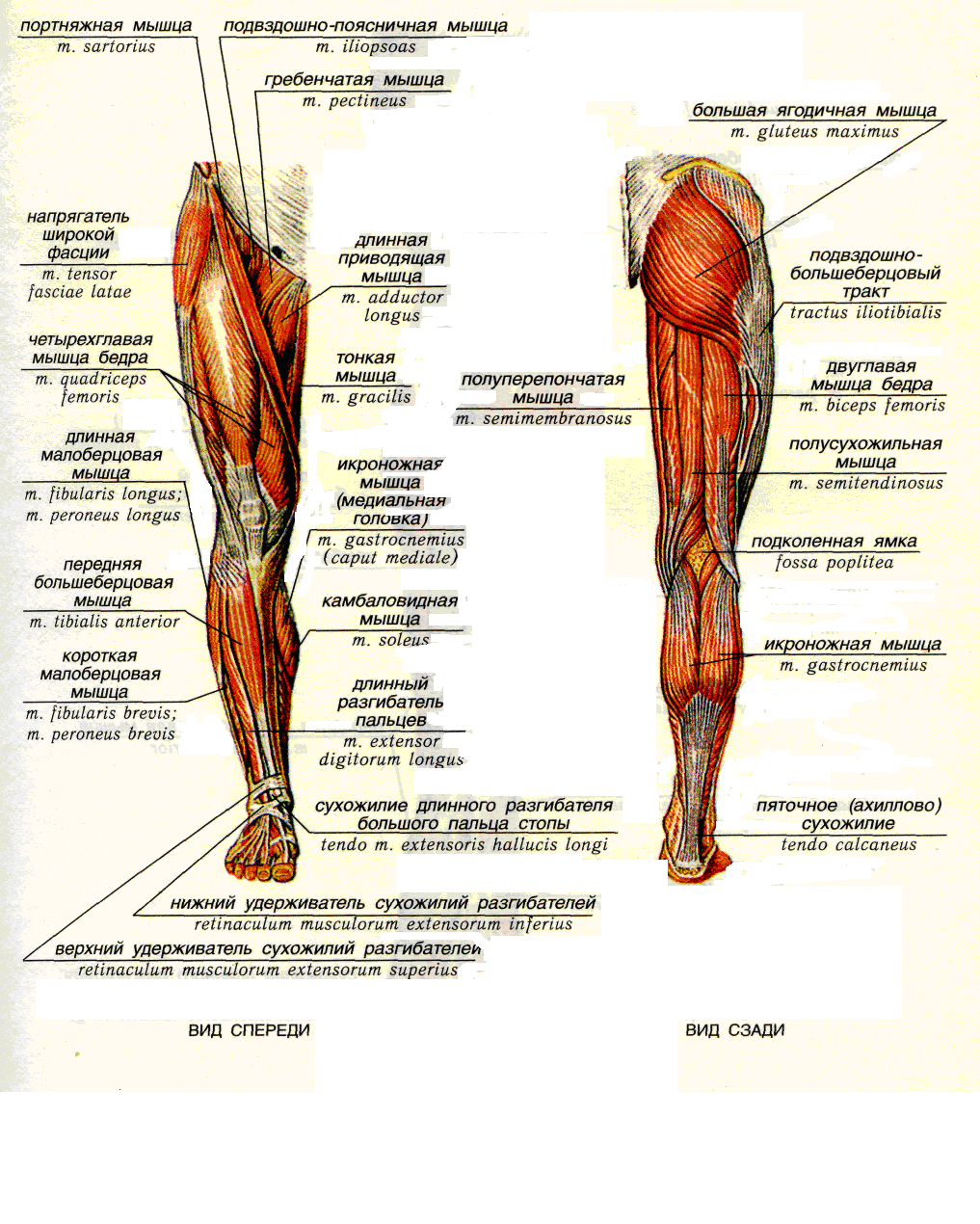 Функция отдела нижних конечностей. Мышцы нижней конечности анатомия строение. Мышцы свободной нижней конечности анатомия. Строение мышц нижних конечностей. Анатомия человека мышцы мышцы нижней конечности.