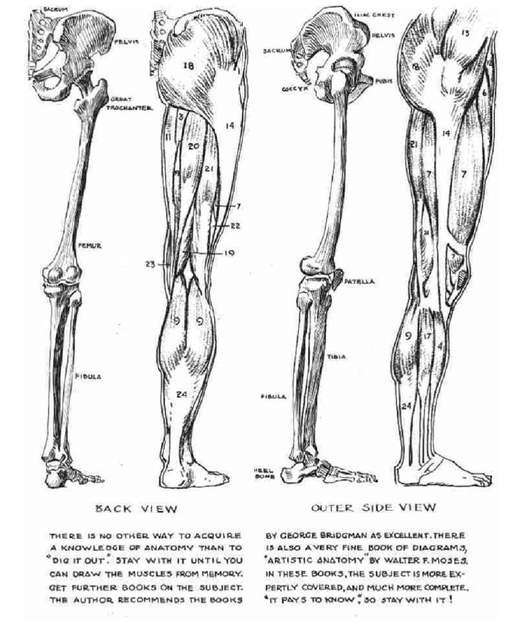 Анатомия нижней конечности человека. Кости нижней конечности анатомия голень. Кости нижней конечности схема. Мышцы нижней конечности вид сбоку. Кости и мышцы нижних конечностей человека анатомия.