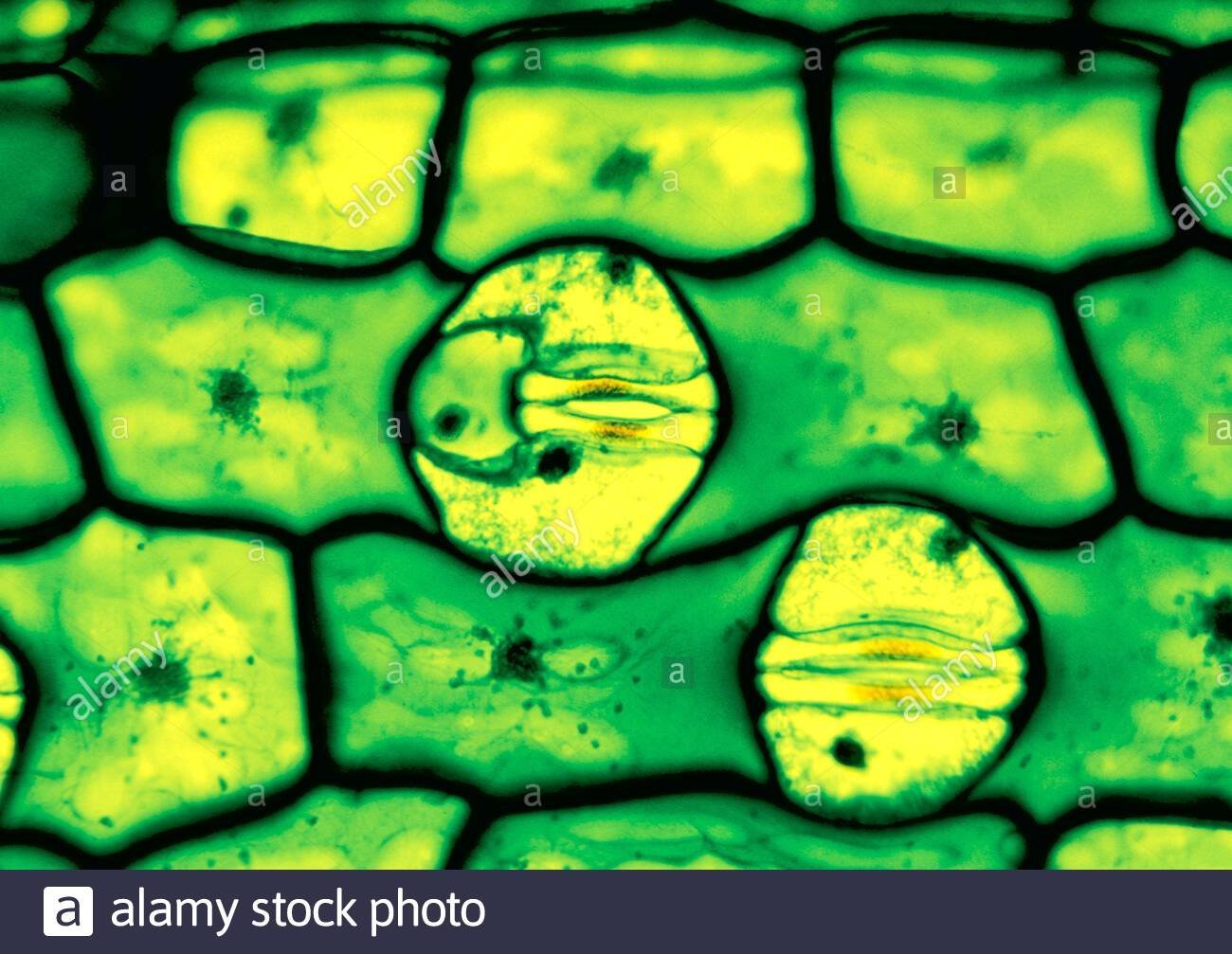 В жаркий солнечный день устьица закрыты. Устьица в микроскопе. Устьица у растений это. Устьица листа под микроскопом. Тургор устьиц.